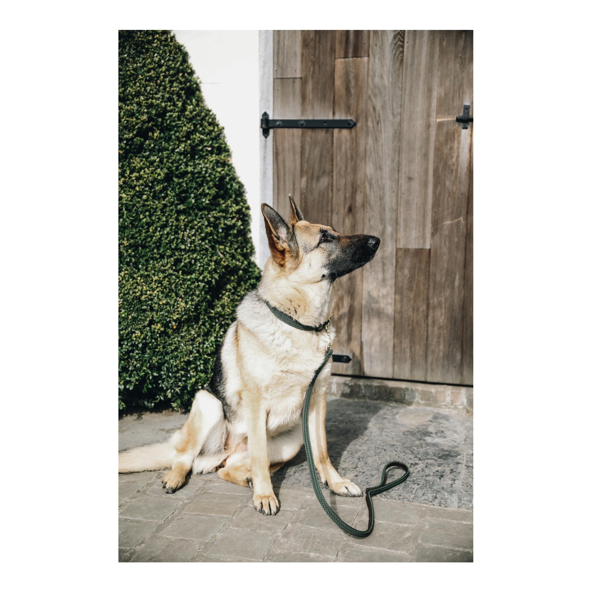Kentucky Dogwear Collier pour chien en nylon tressé - vert olive