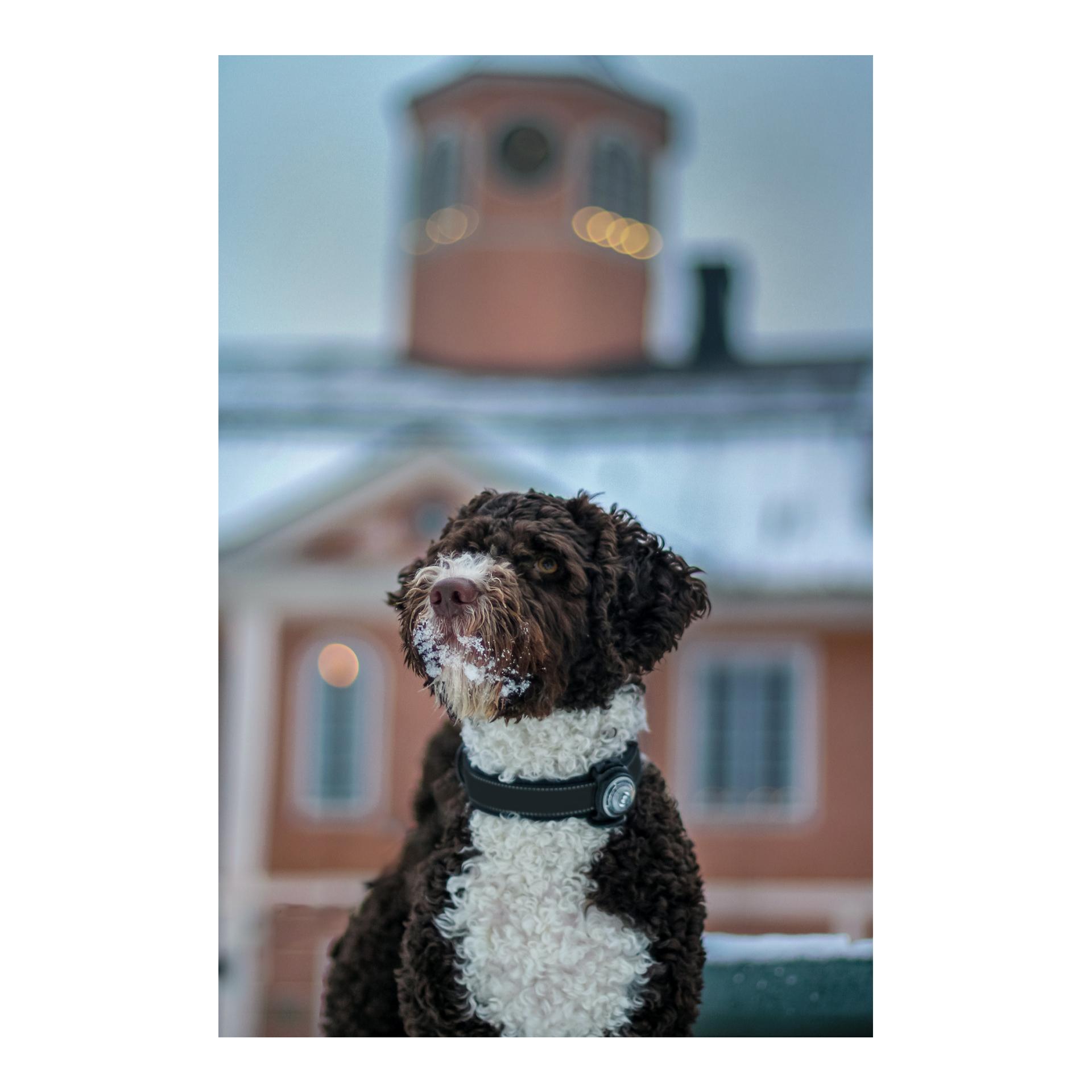 Orbiloc Safety Light Orbiloc Dog Dual - weiss