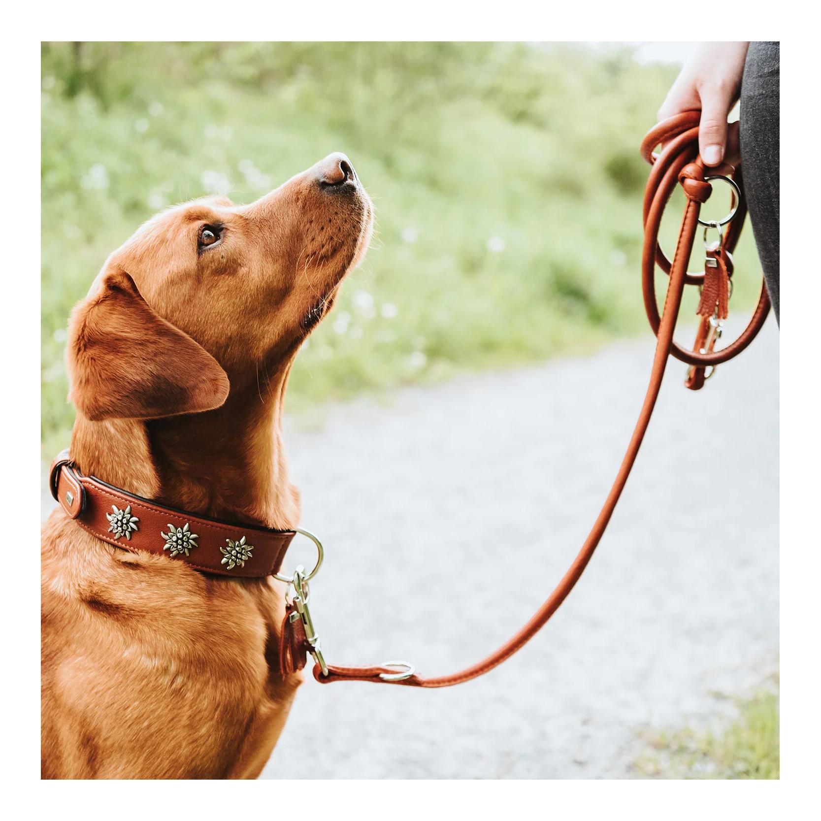 Hunter Laisse pour chien réglable Munich