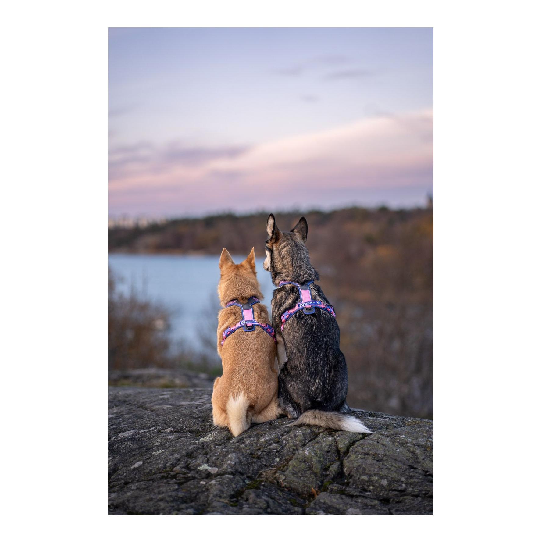 Non-stop Dogwear Hundegeschirr Line Harness 5.0 Rachel Pohl Edition
