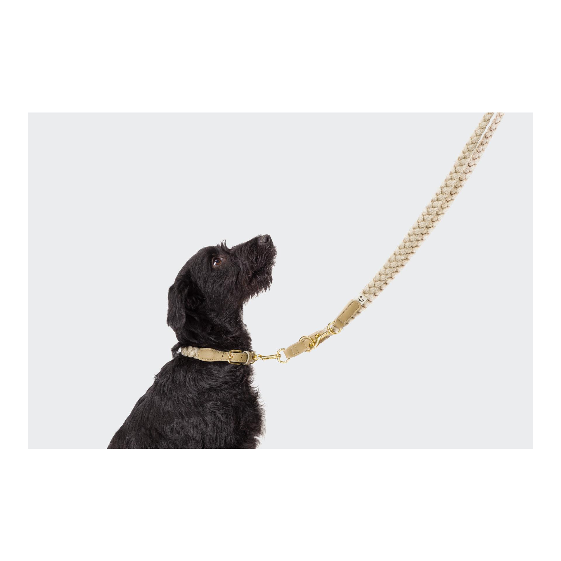 Cloud 7 Collier de chien Blomen