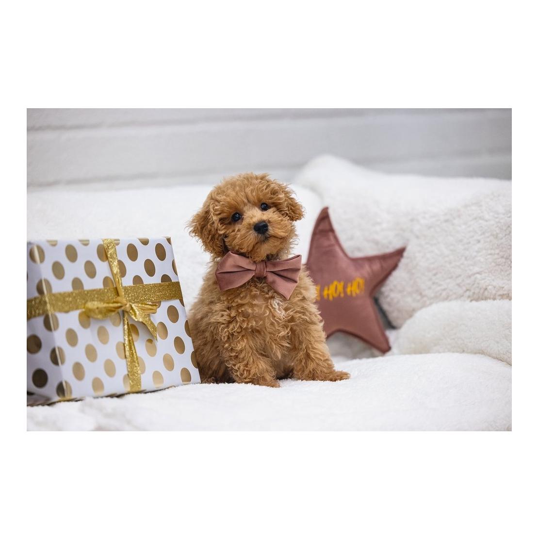 Designed by Lotte Hundespielzeug Weihnachtsstern Samt