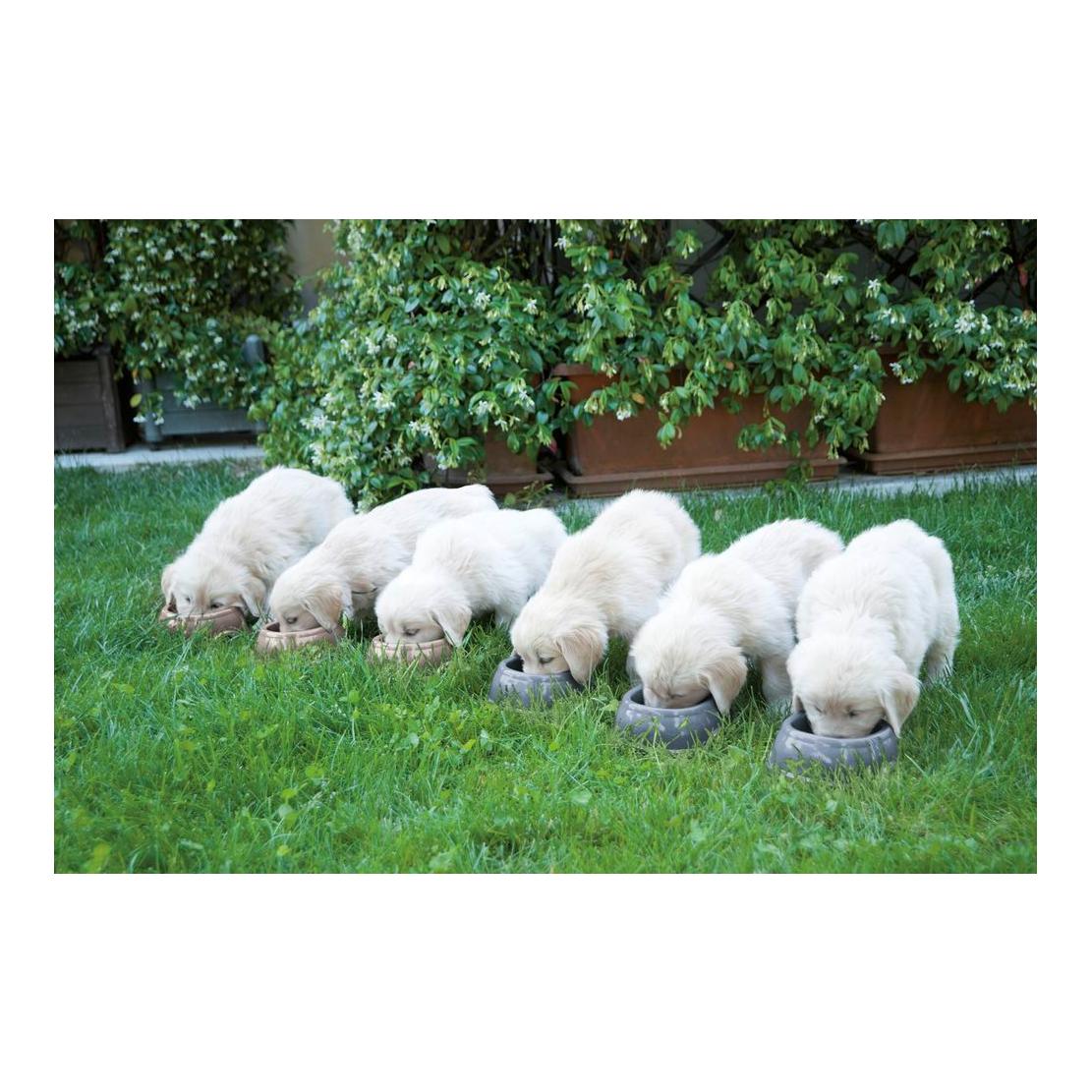 Kerbl Pet Bol en plastique, couleurs assorties