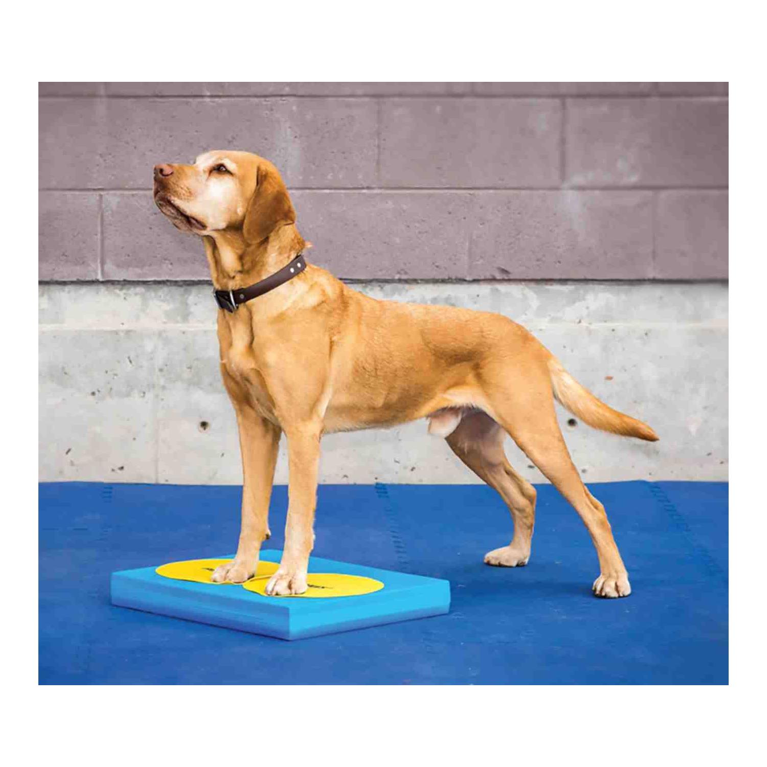 FitPaws Target 4 pcs.