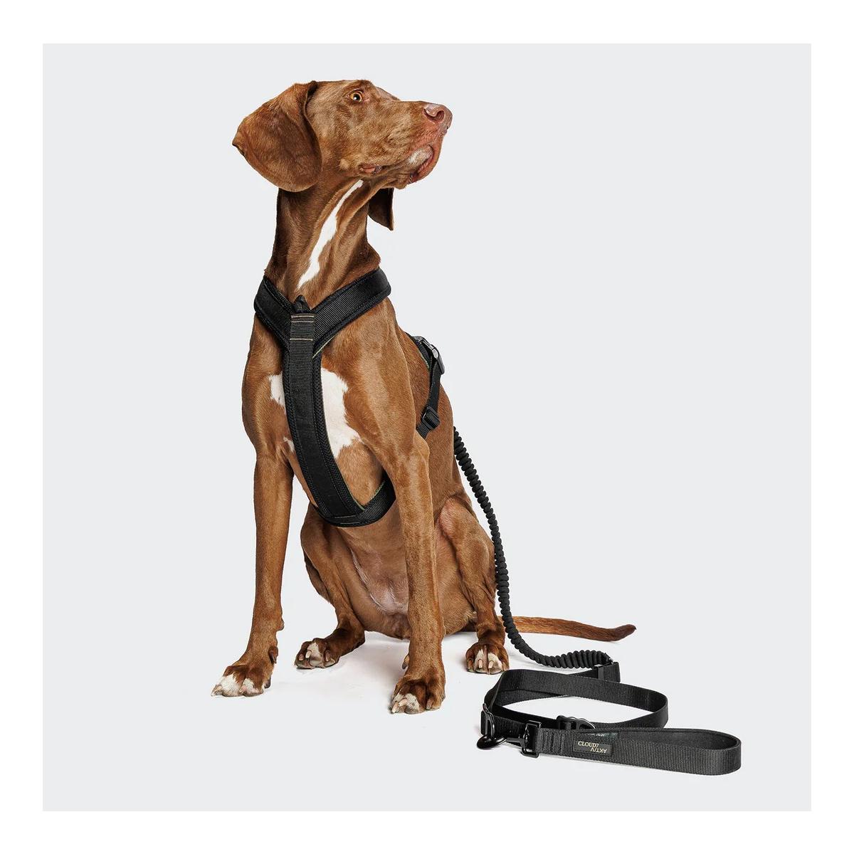Cloud 7 L-2-Jogging-Hundeleine