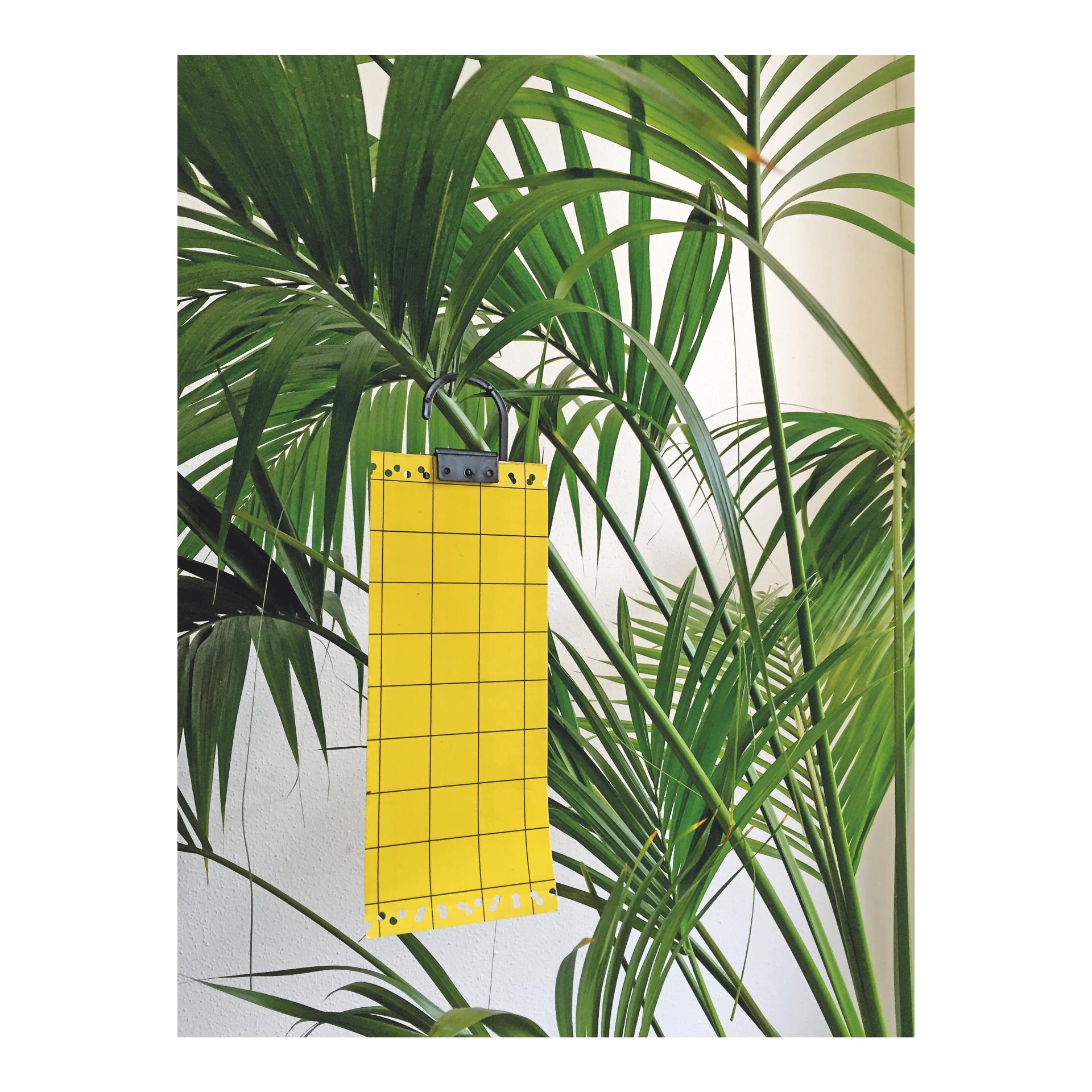 SWISSINNO Gelbe Insekten-Klebetafel - 5er Set