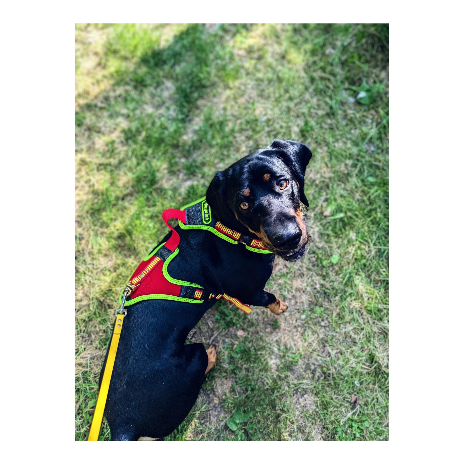 Niggeloh Harnais pour chien Follow Trail