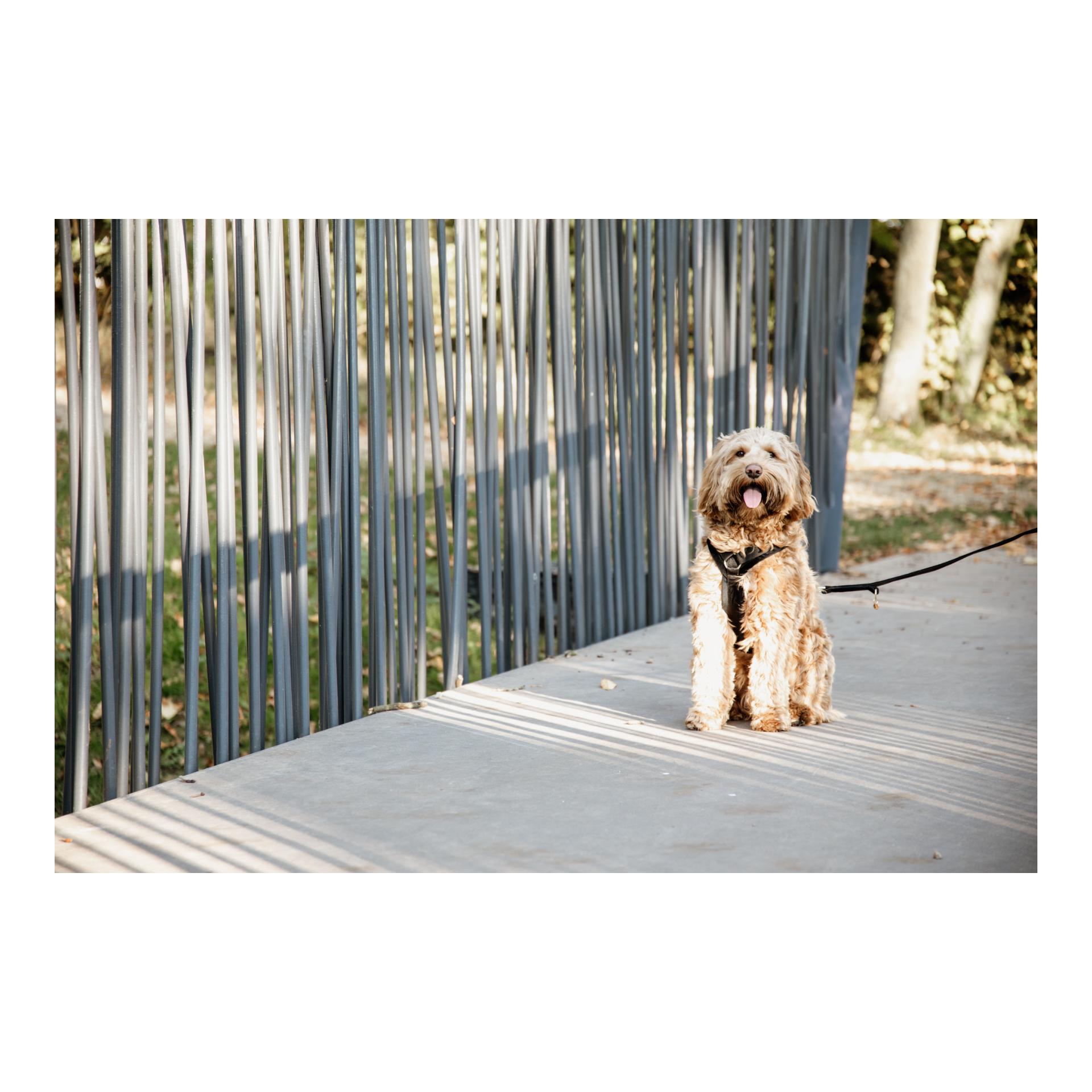 Kentucky Dogwear Hundegeschirr Active Velvet