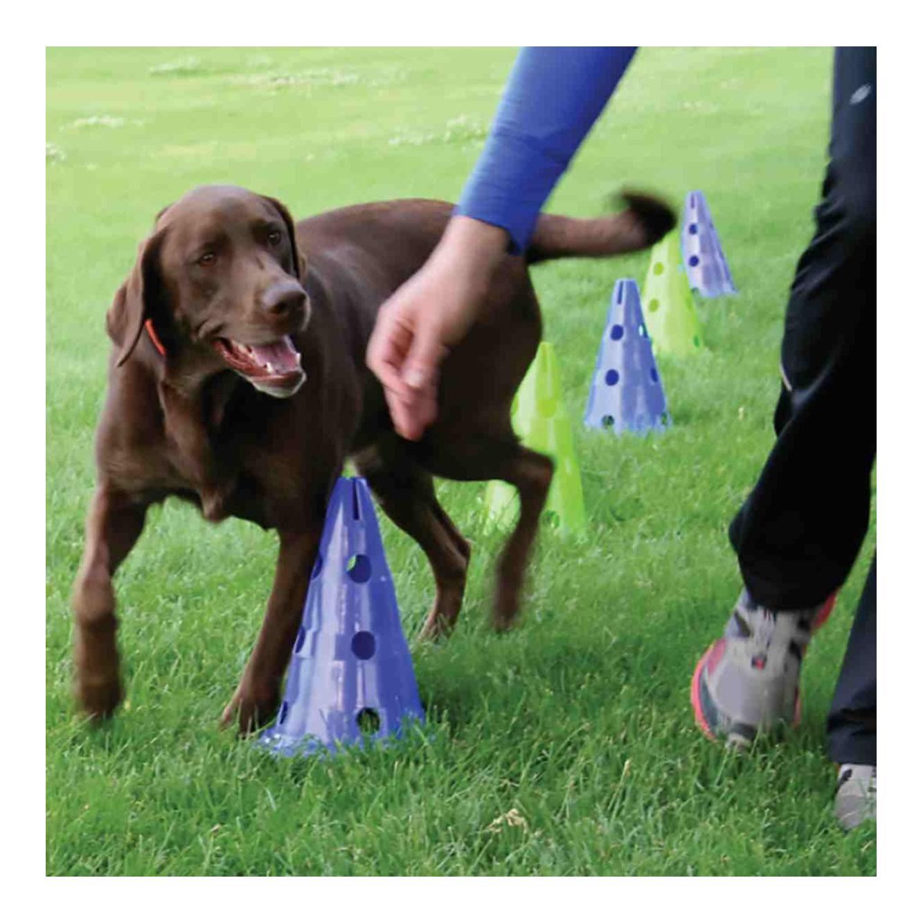 FitPaws Kit d'agilité