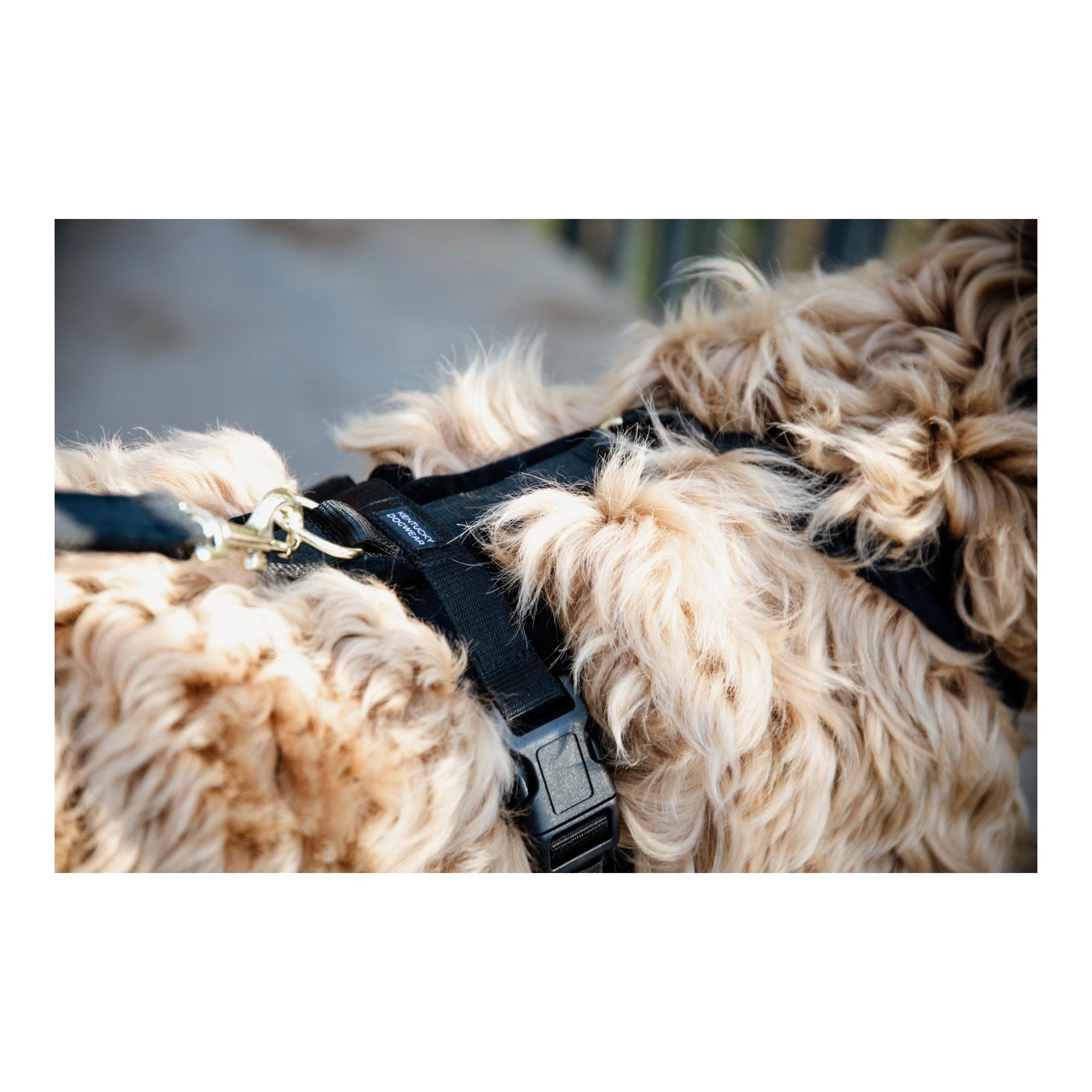 Kentucky Dogwear Hundegeschirr Active Velvet