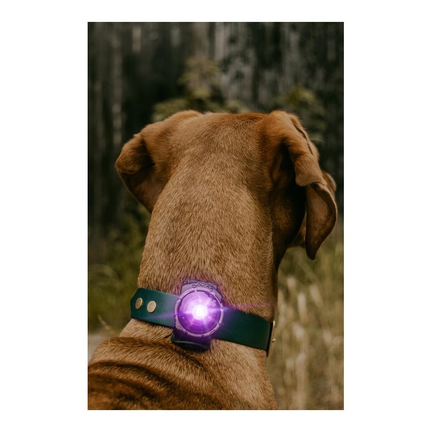 Orbiloc Safety Light Orbiloc Dog Dual - violett