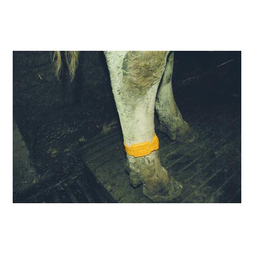 Mainer Fesselband 37 cm