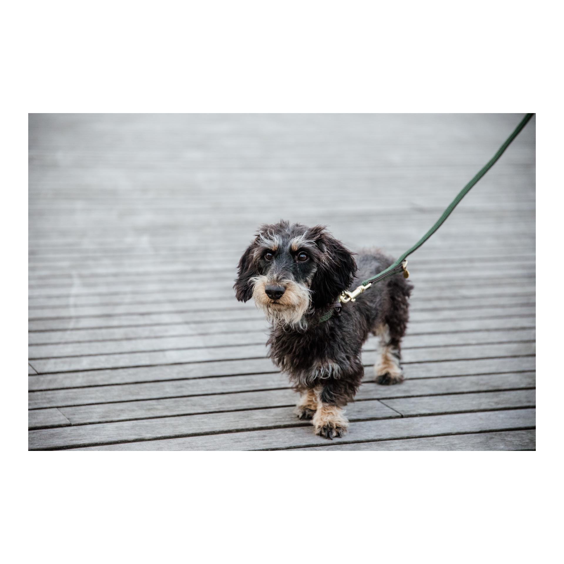 Kentucky Dogwear Collier pour chien en nylon tressé - vert olive