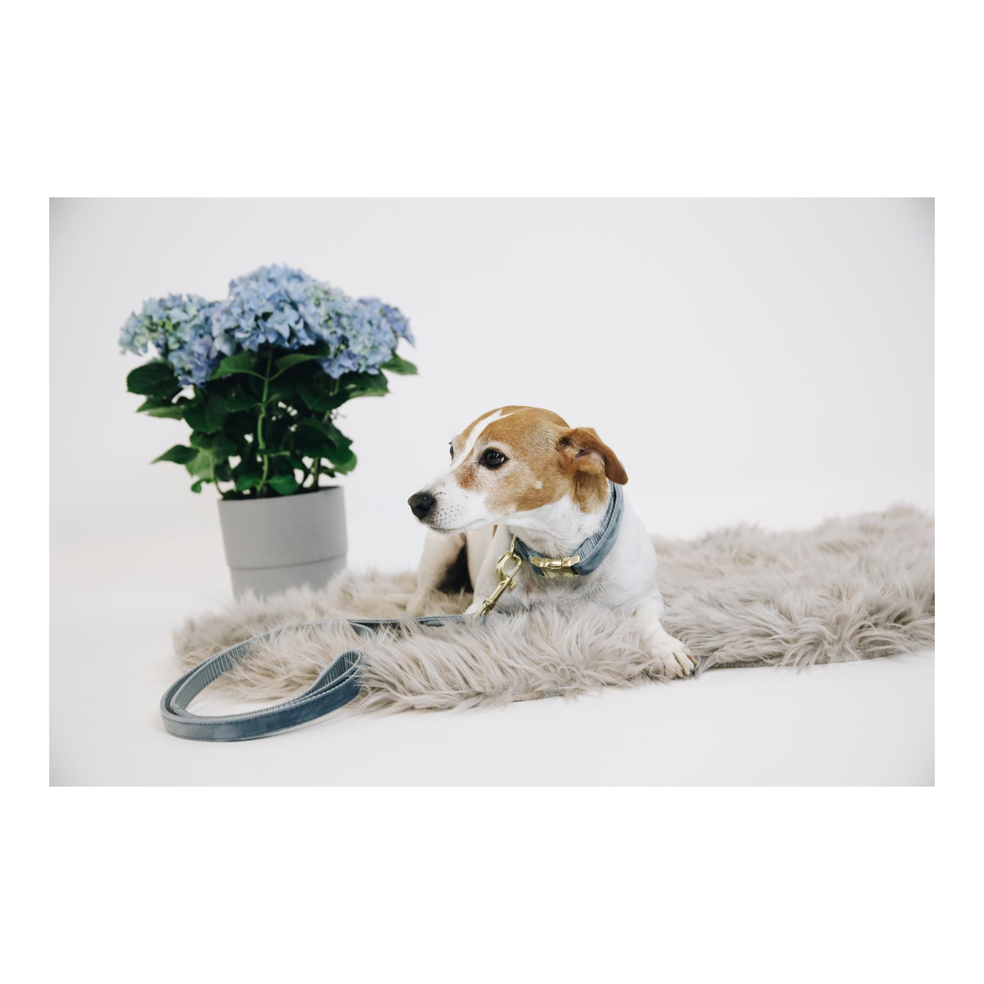 Kentucky Dogwear Laisse pour chien Velvet - light blue