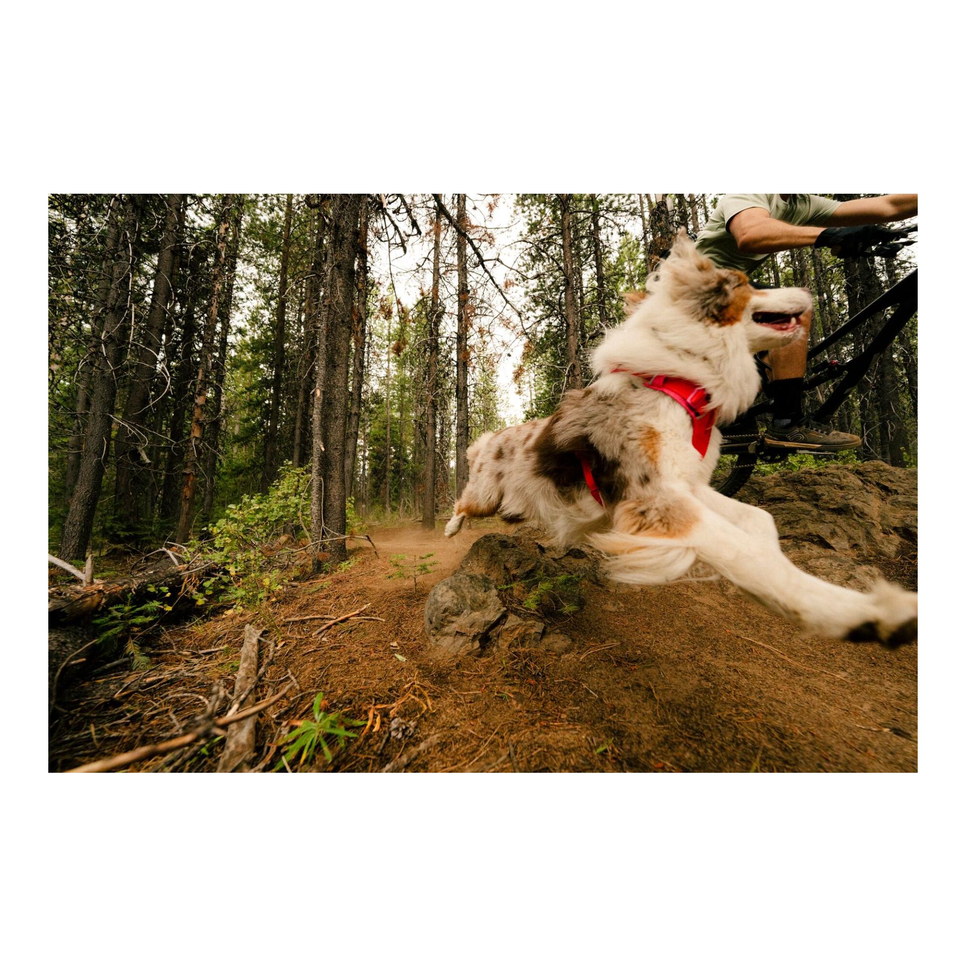 Ruffwear Collier pour chien Front Range™ Flex