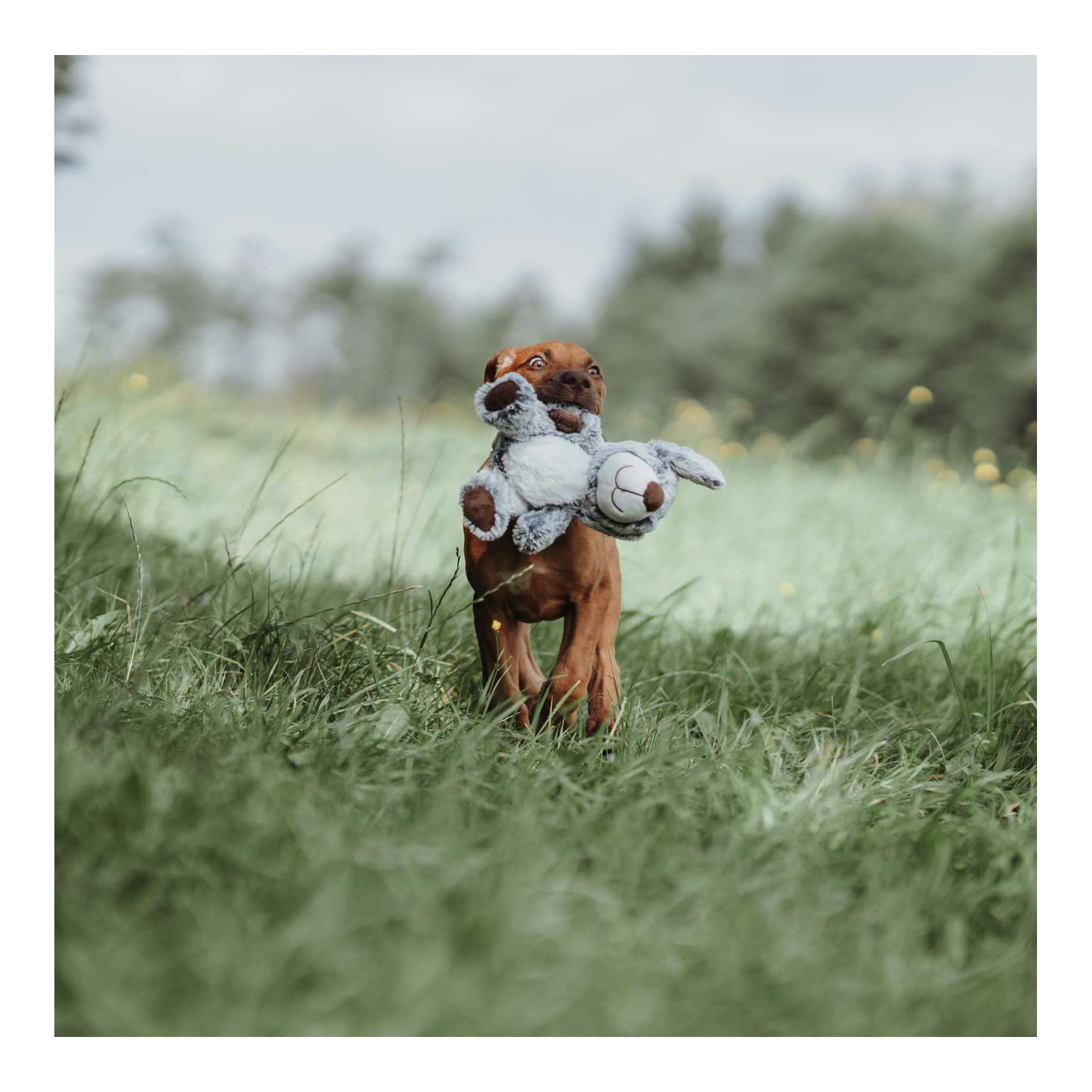 Hunter Hundespielzeug Faro - Hund