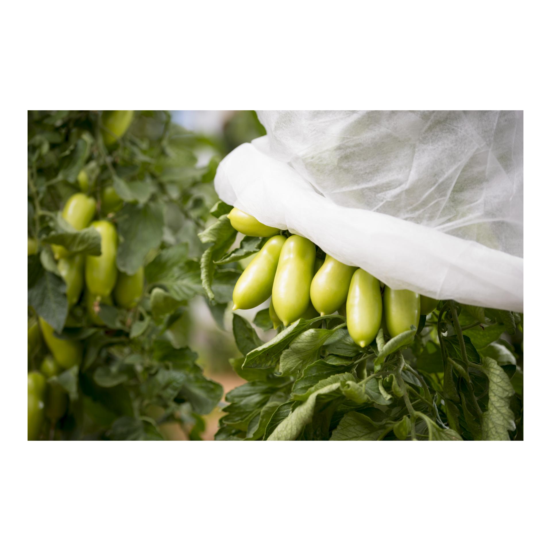 Windhager Tomaten-Vlies classic