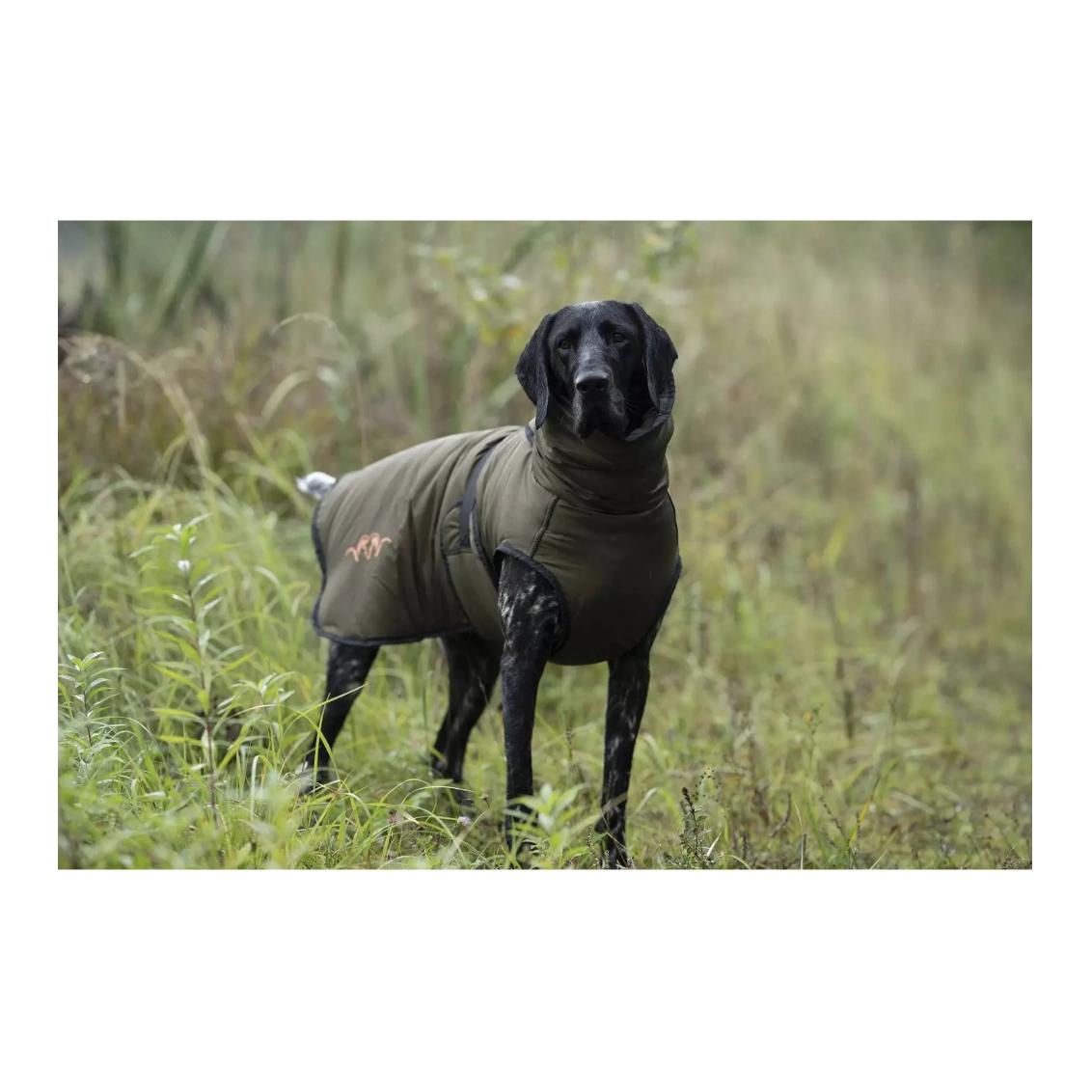 Blaser Set pour chien Oliv