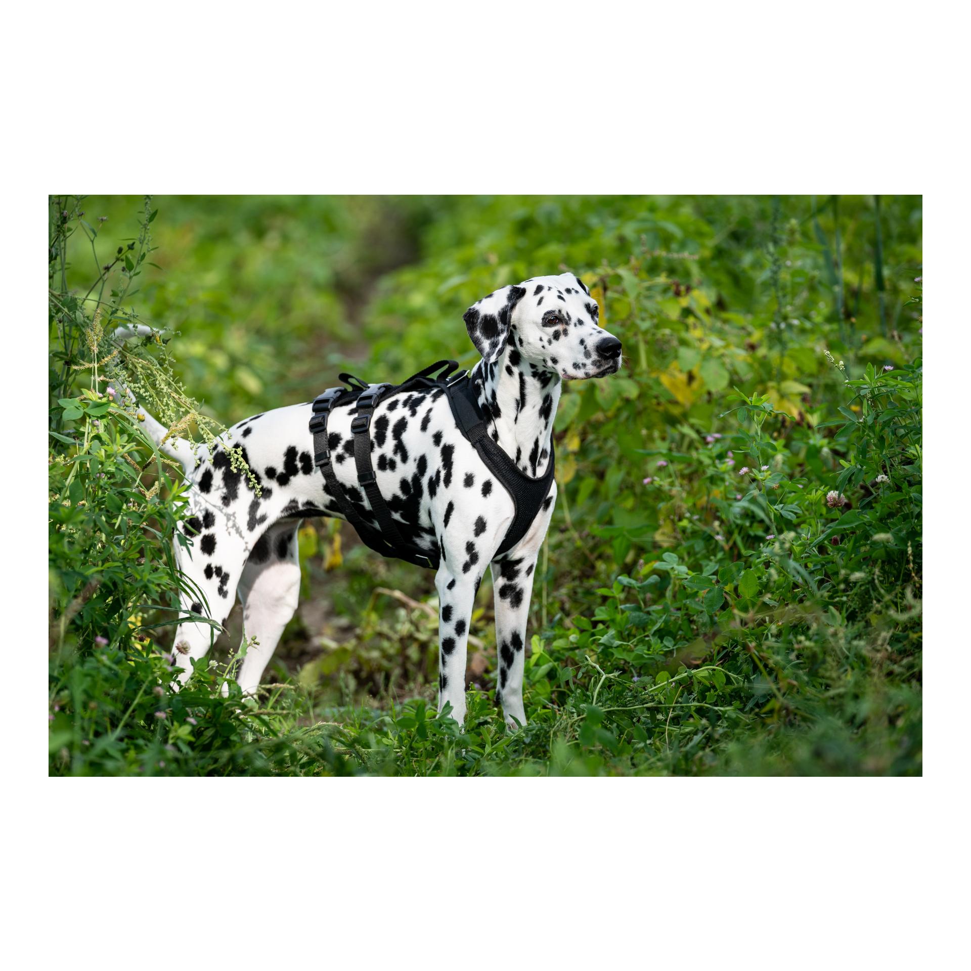 Beat Grossenbacher Hundegeschirr Vary Support