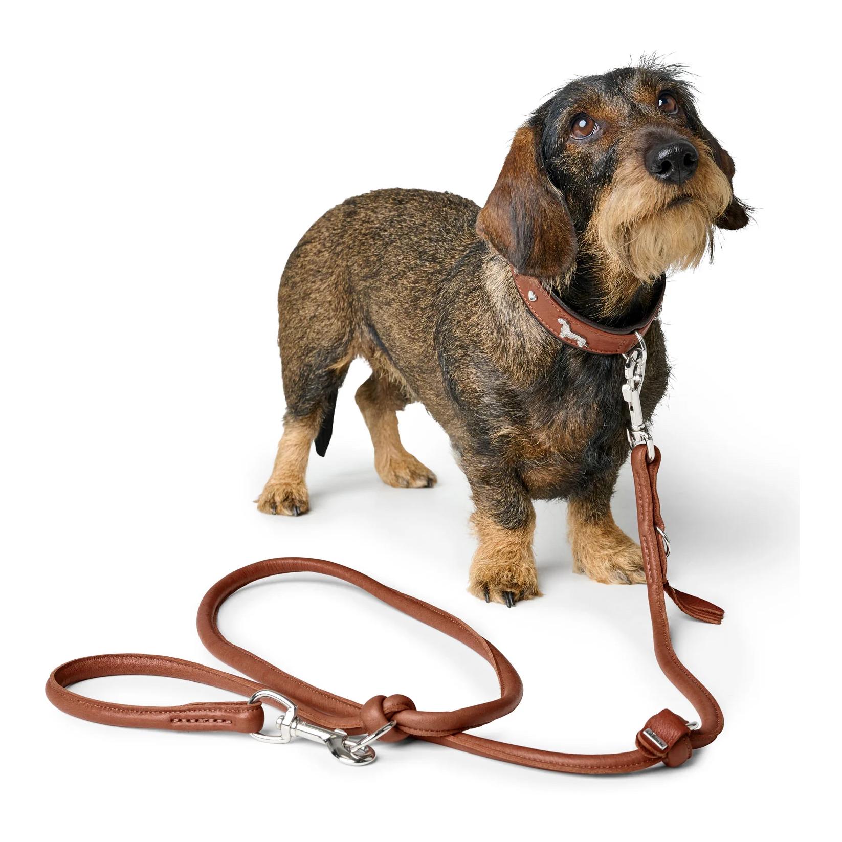 Hunter Laisse pour chien réglable Munich