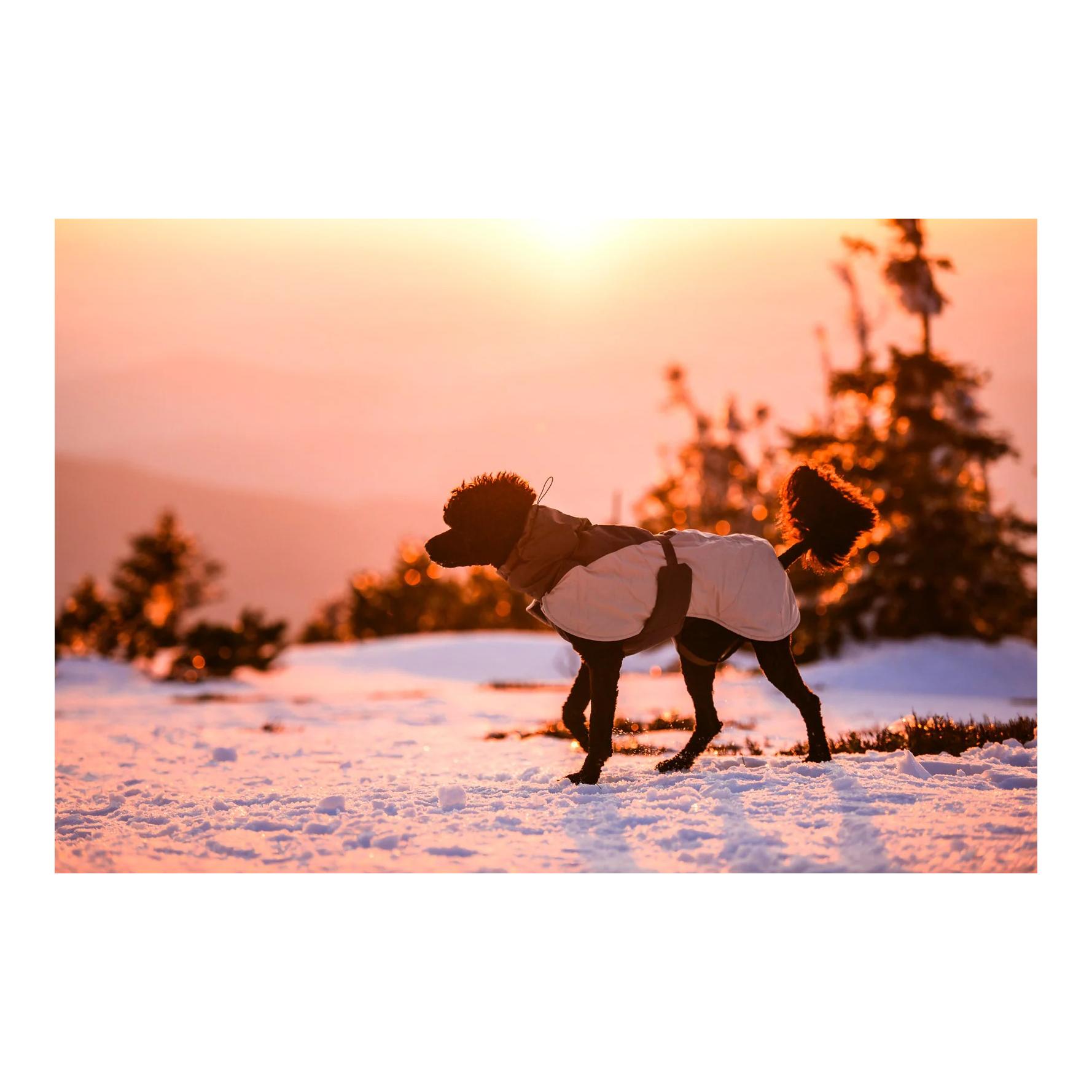 Non-stop Dogwear Veste d'hiver pour chien Glacier wool jacket 3.0