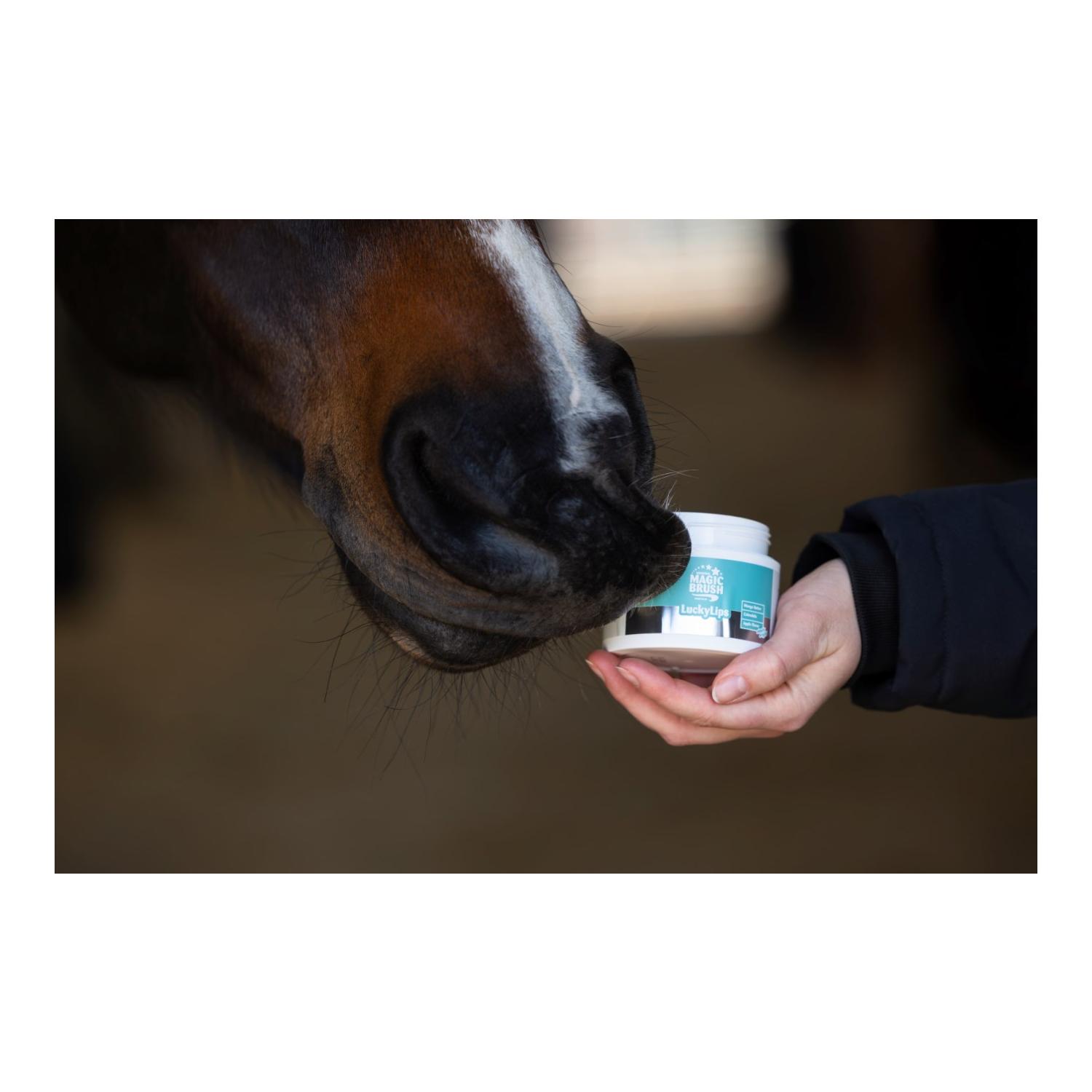MagicBrush Baume à lèvres MagicBrush pour chevaux Lucky Lips