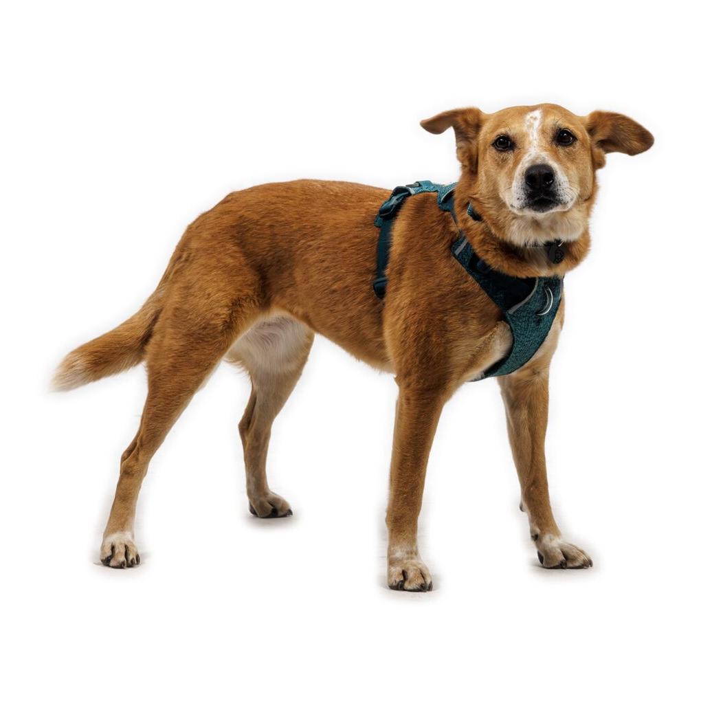 Ruffwear Front Range® Flex Harnais pour chien