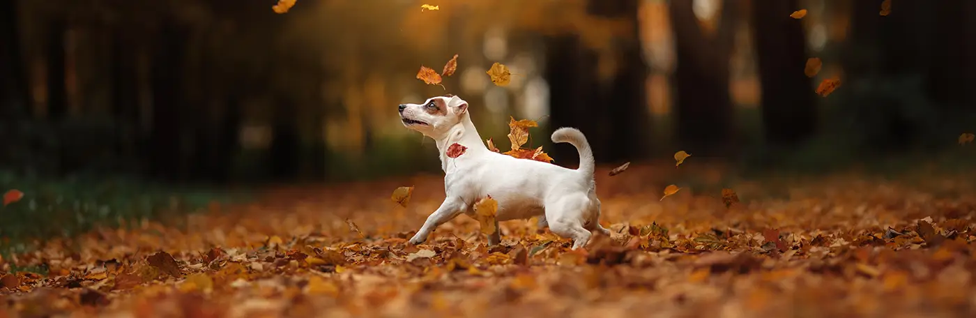 Hauptner-Hund-Spaziergaenge