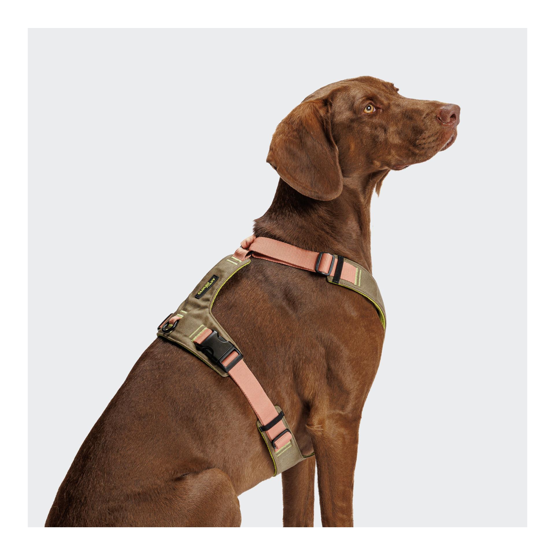 Cloud 7 Harnais pour chien Y-2
