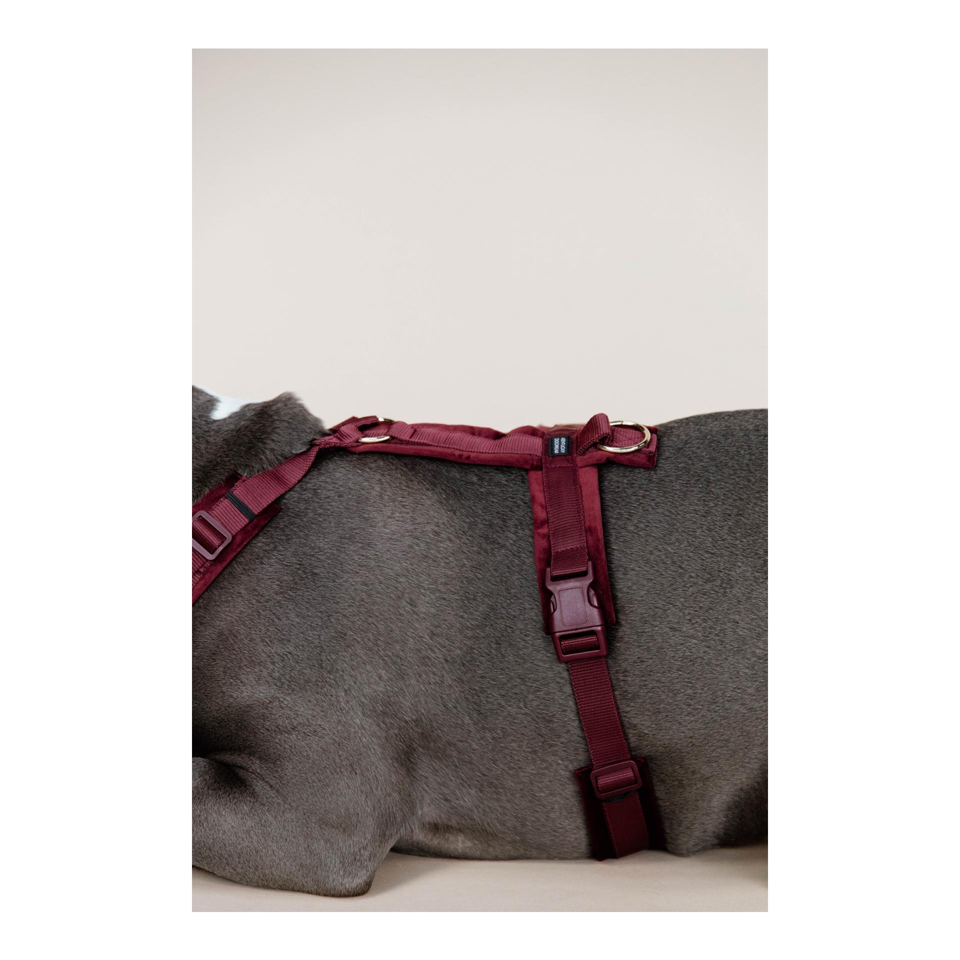 Kentucky Dogwear Harnais pour chien actif velours