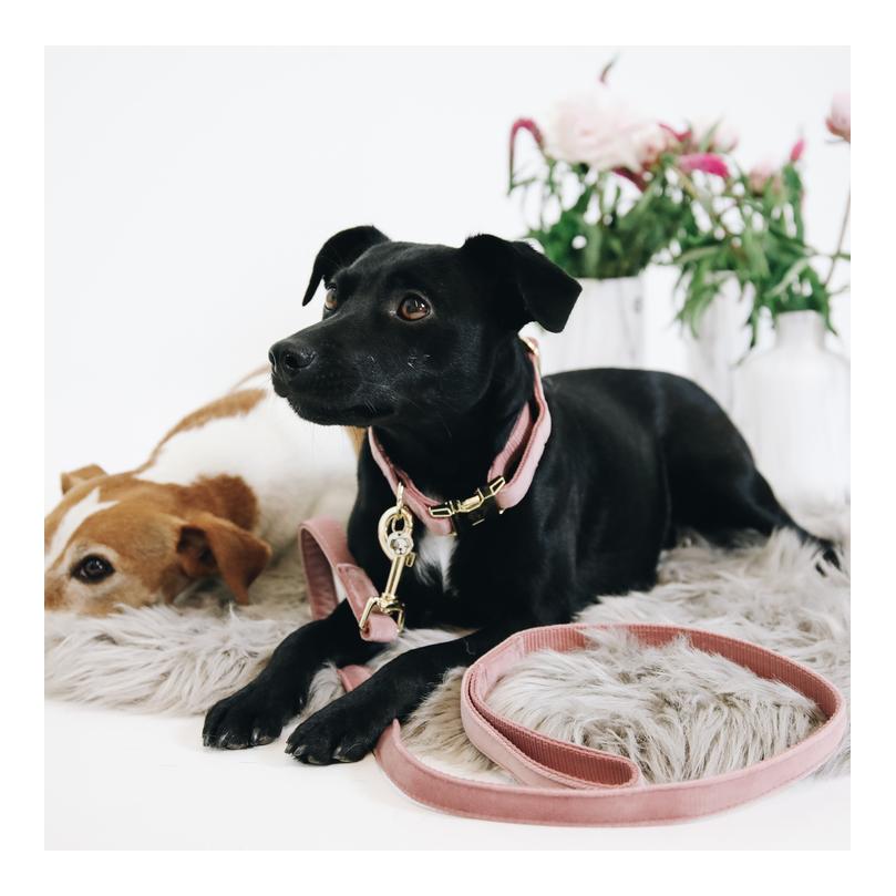 Kentucky Dogwear Collier pour chien velours - vieux rose