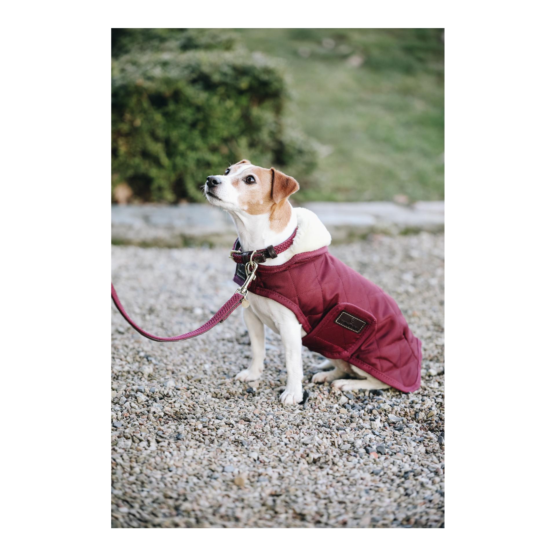 Kentucky Dogwear Hundehalsband Nylon geflochten - bordeaux