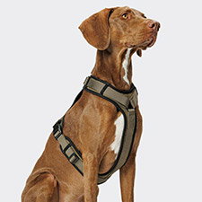 Hundegeschirr