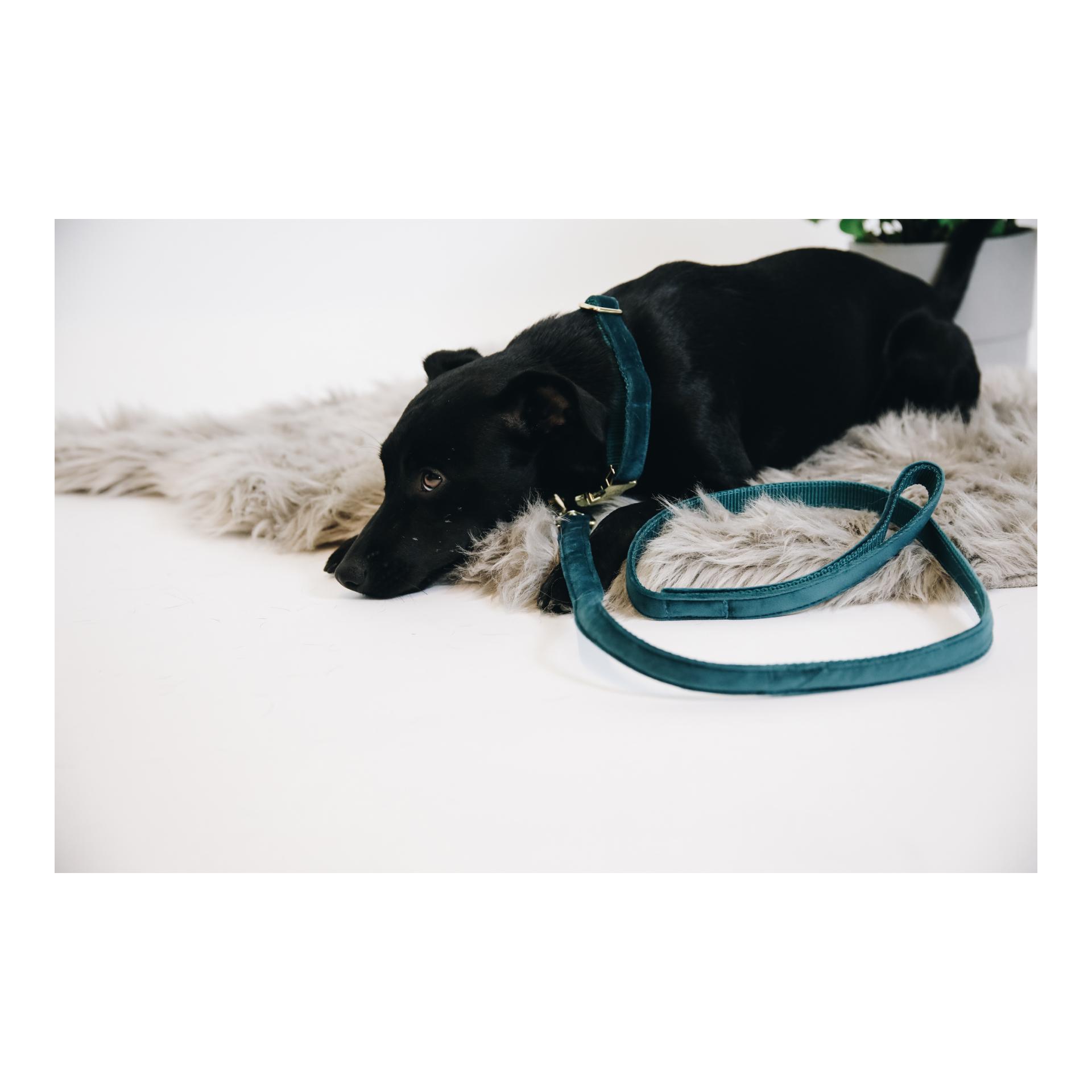 Kentucky Dogwear Laisse pour chien Velvet - emerald