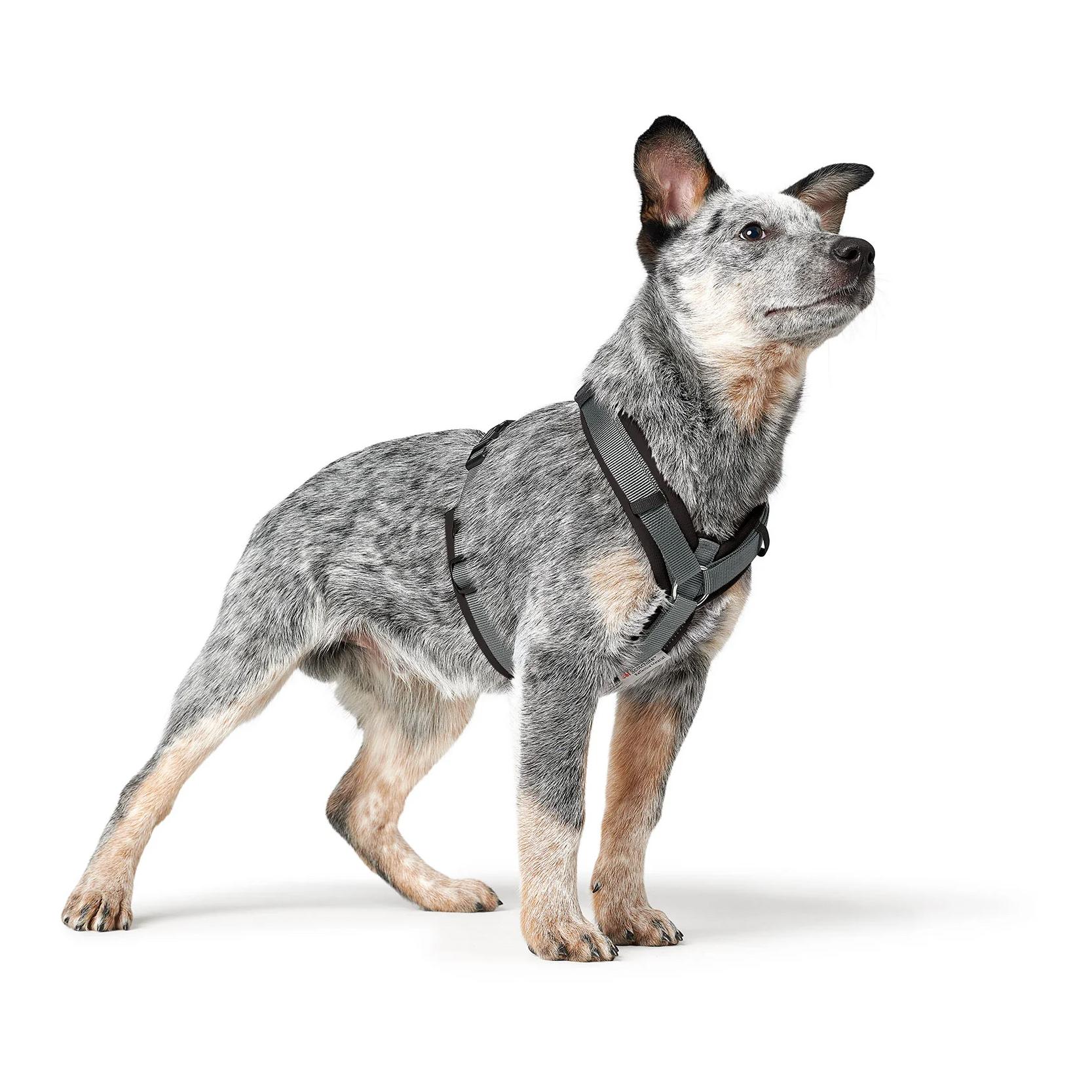 Hunter Hundegeschirr Maldon Up