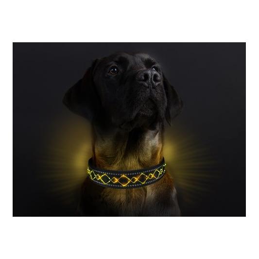 Animal Light Leucht-Hundehalsband "Beauty"