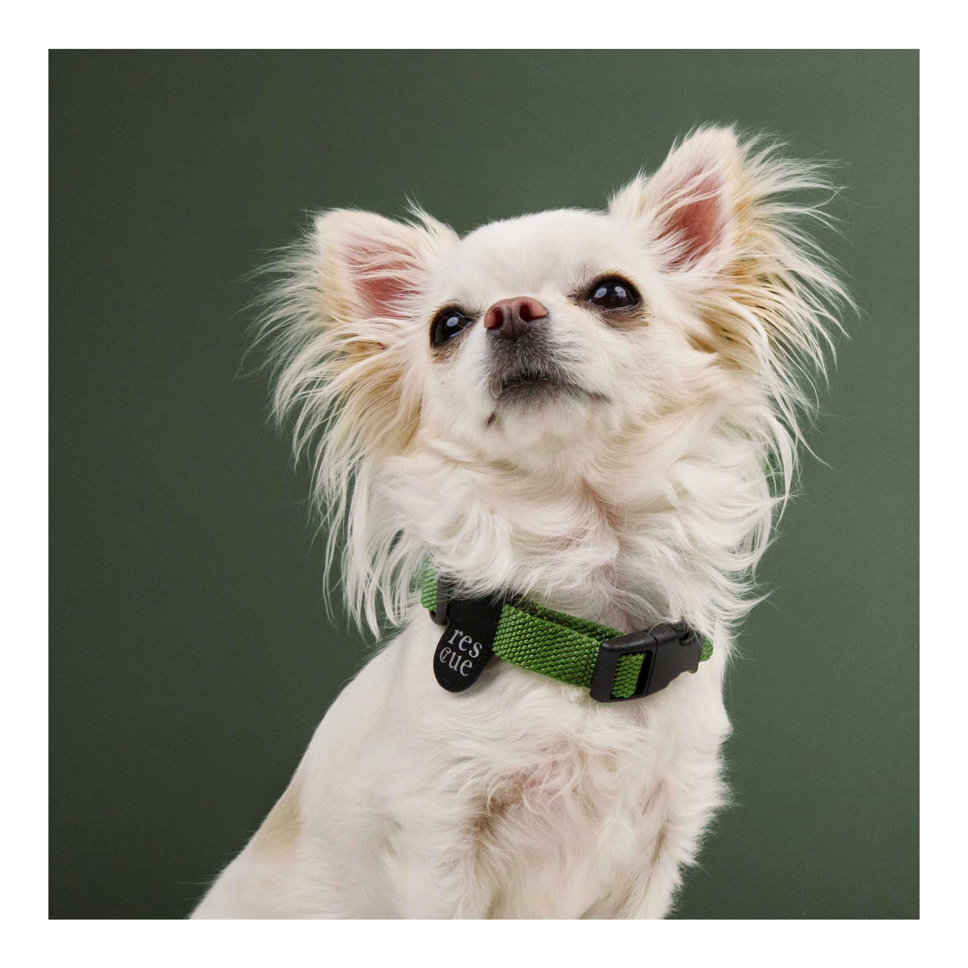 Cloud 7 Collier de chien RESC7UE