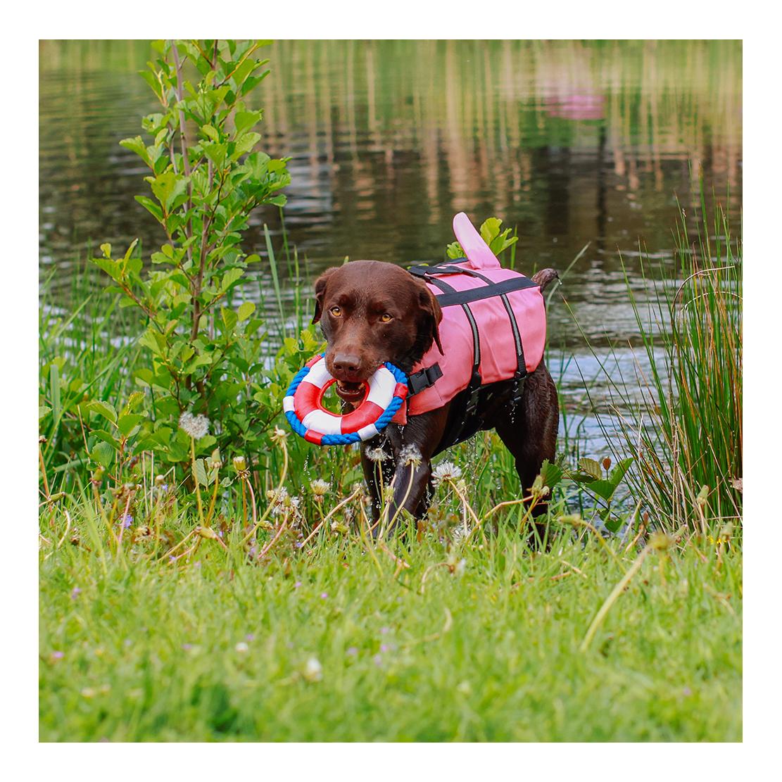 Nobby Aide à la natation pour chiens Shark