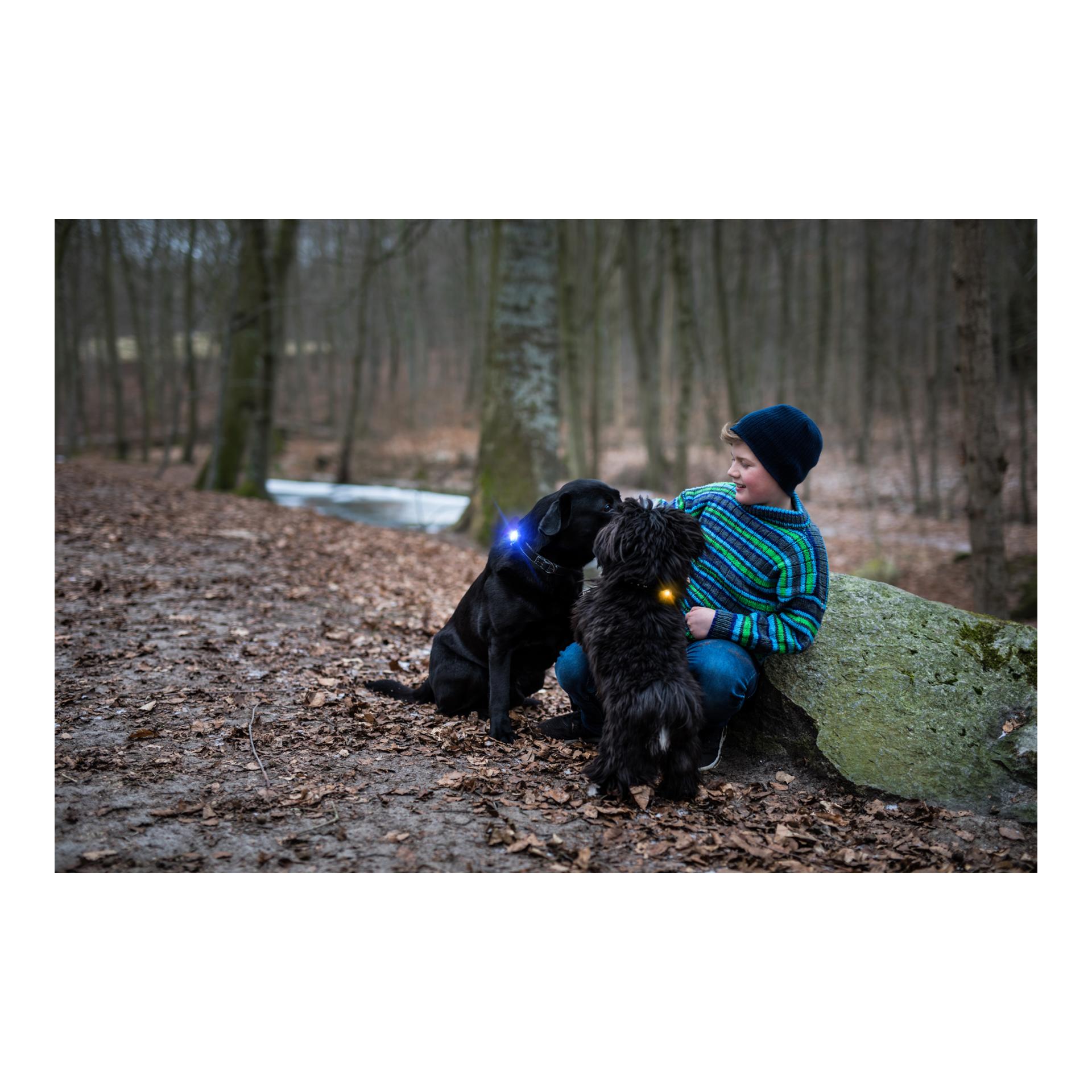 Orbiloc Safety Light Orbiloc Dog Dual - gelb