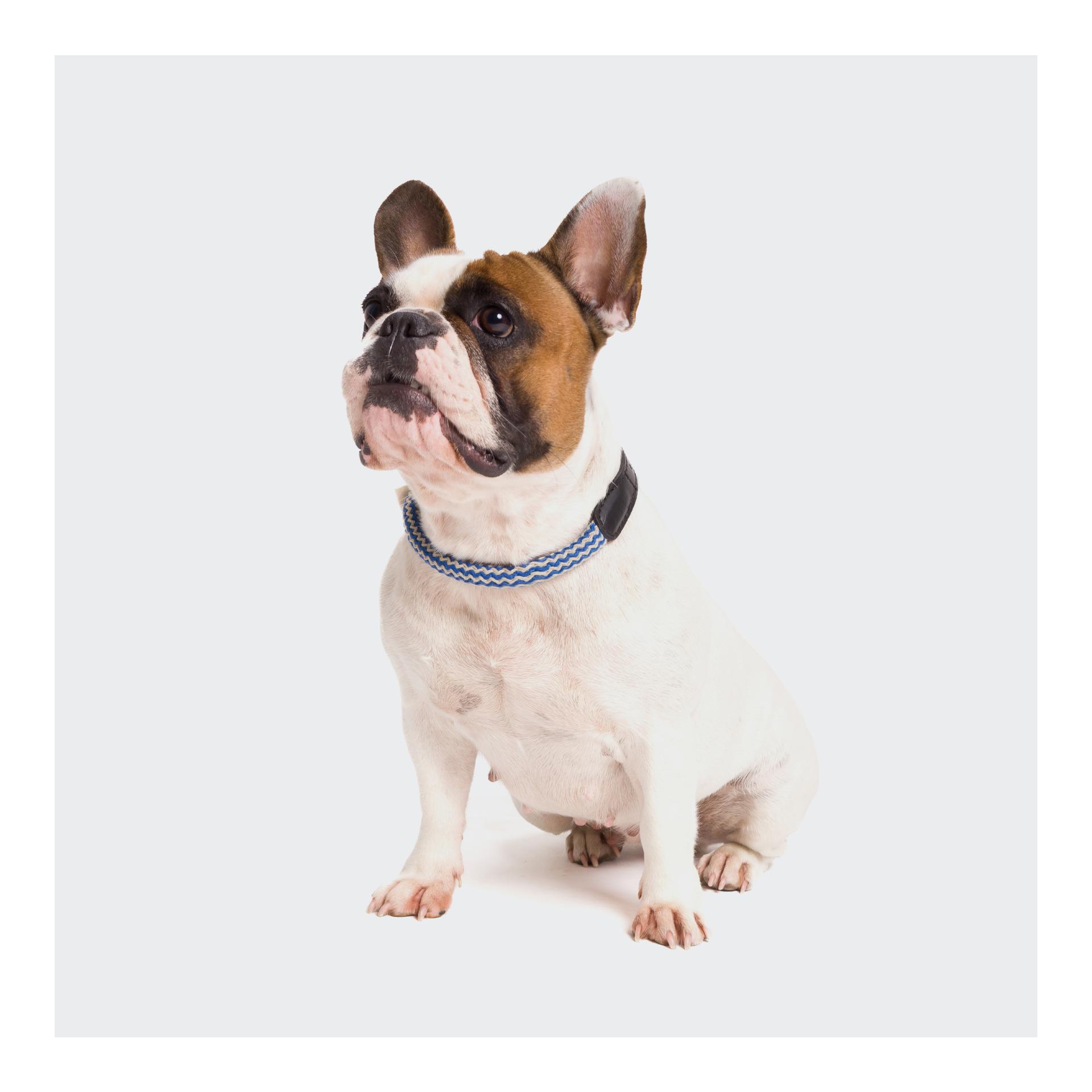 Cloud 7 Collier pour chien Mauerpark