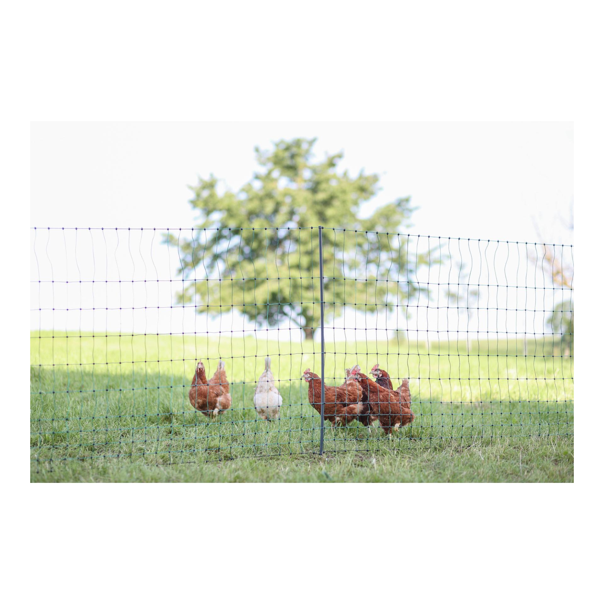 AKO Geflügelnetz Premium - 122 cm x 50 m