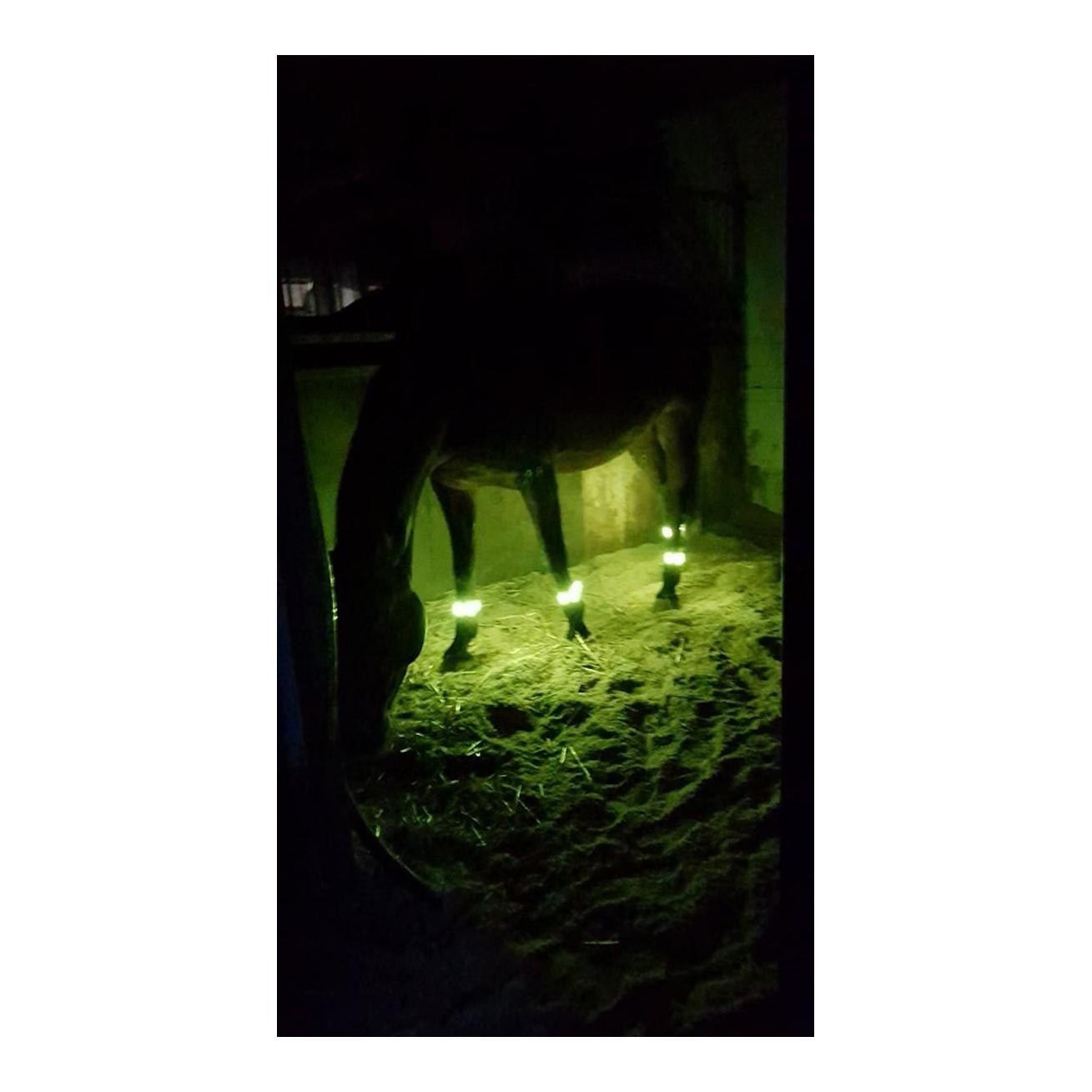 Animal Light LED Leuchtgamaschen Threeple 4er-Set