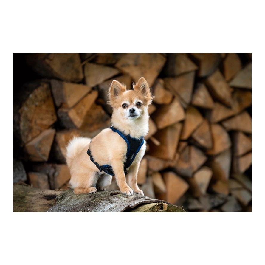 Beat Grossenbacher Welpengeschirr Puppy