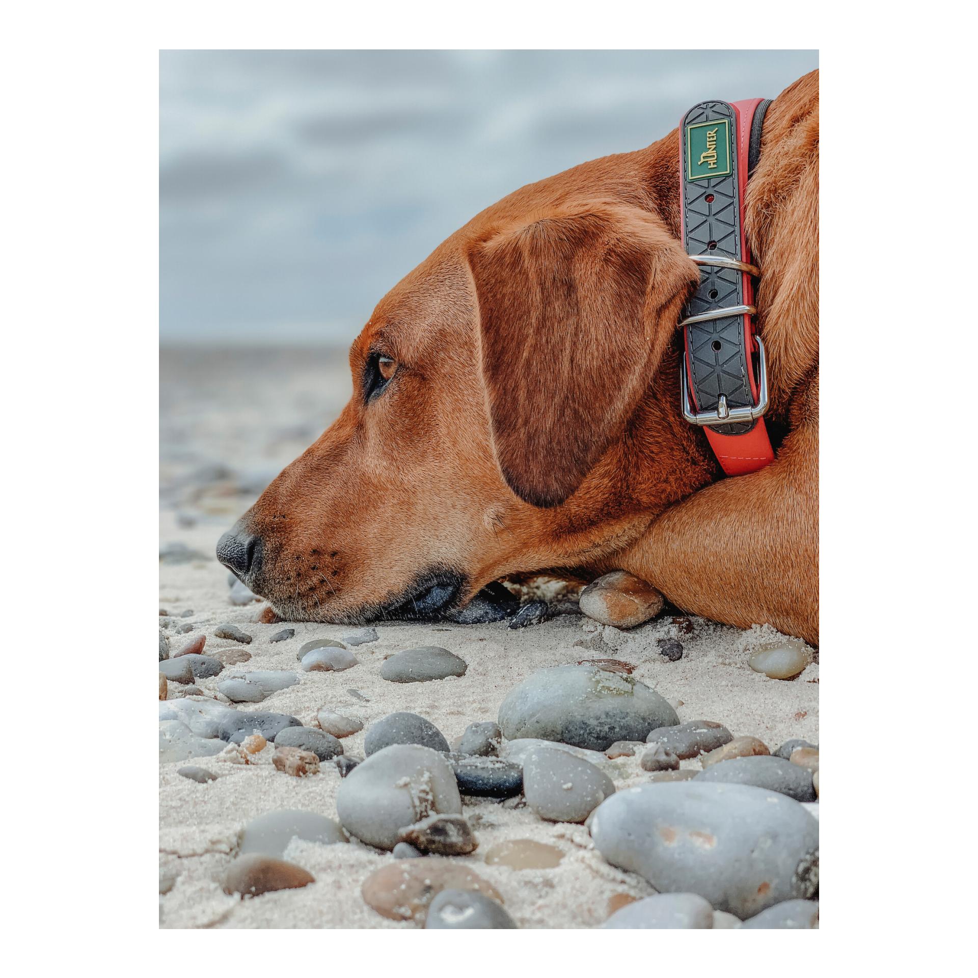 Hunter Halsband Convenience Comfort Biothane Neoprengepolstert - neonorange