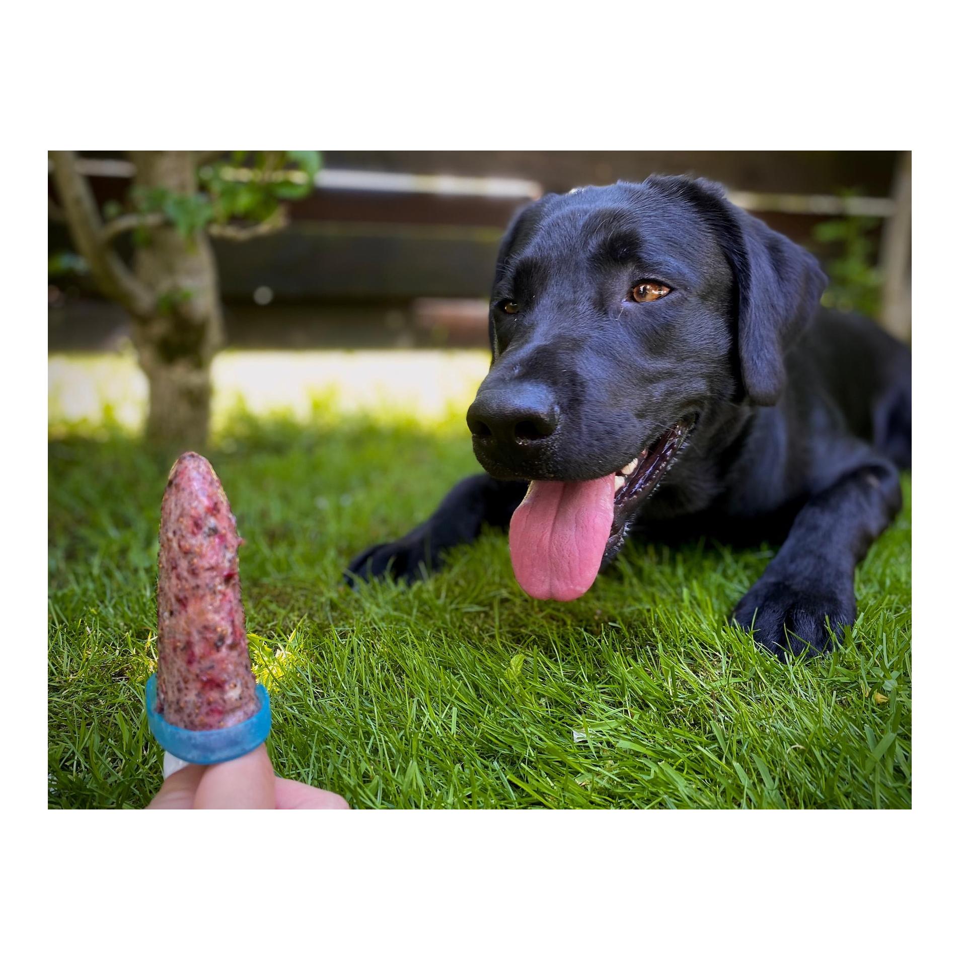 cdVet Hundeeis petGelato FrostyBerry