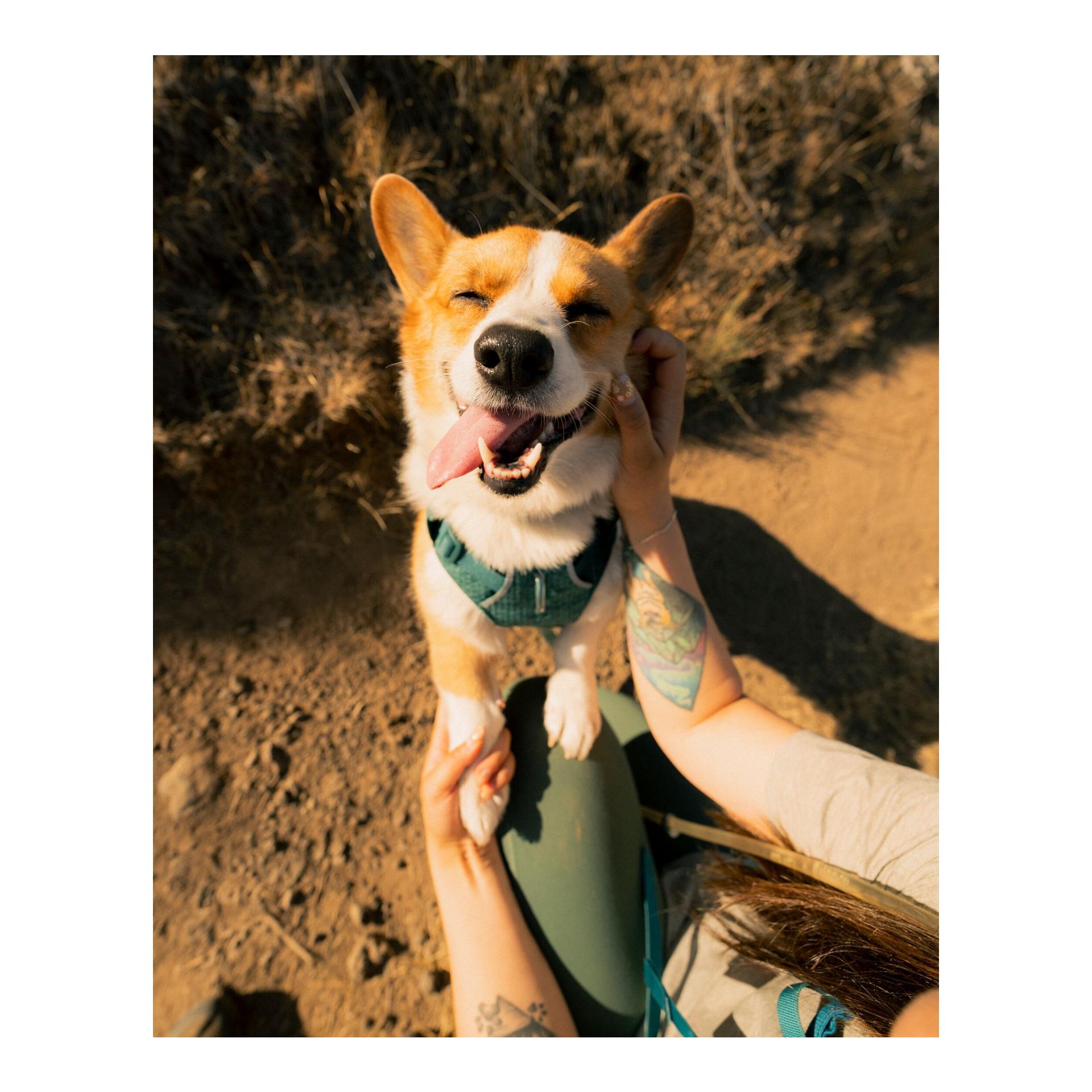 Ruffwear Collier pour chien Front Range™ Flex