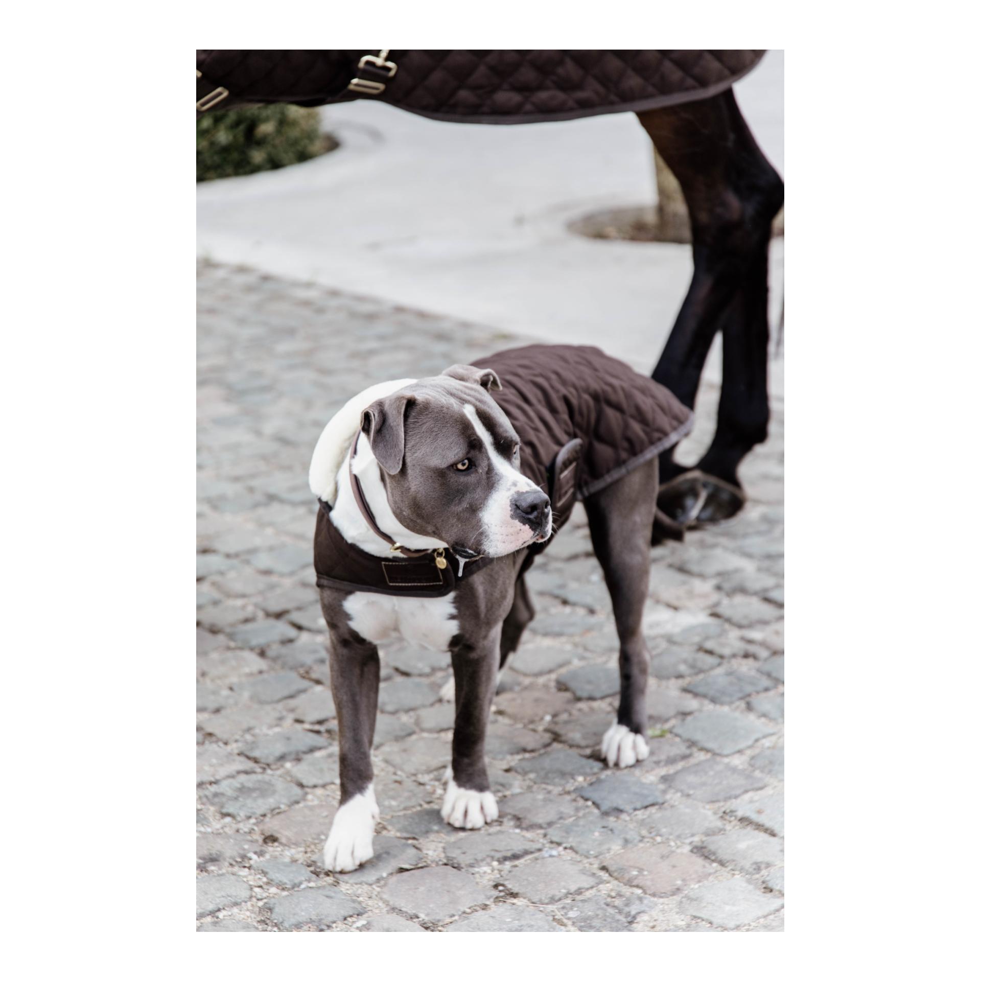 Kentucky Dogwear Hundemantel Original - brown
