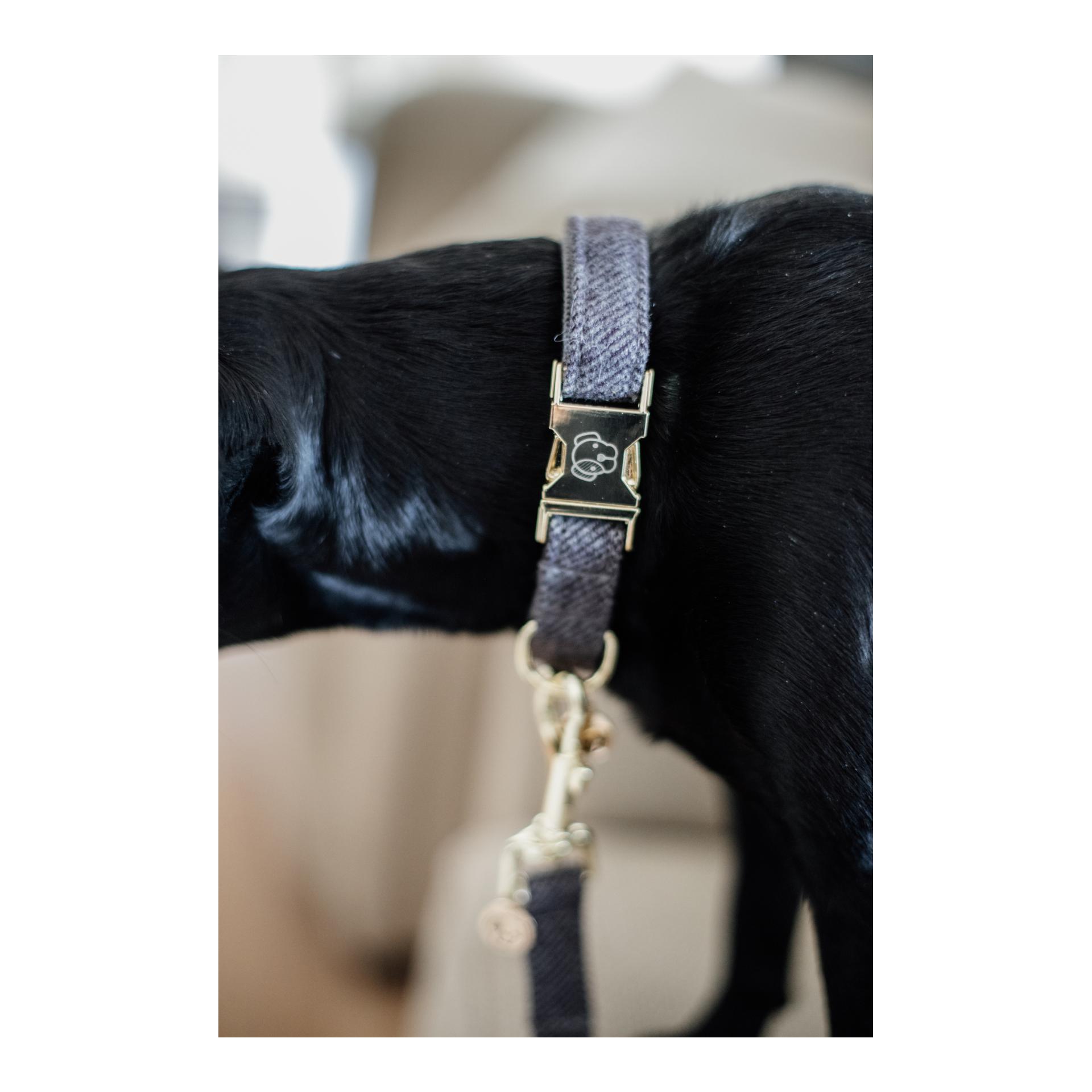 Kentucky Dogwear Collier pour chien Wool - gris