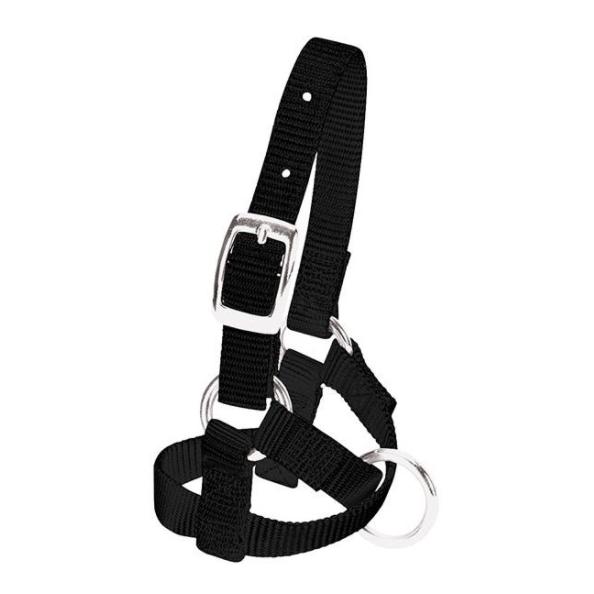 Weaver Livestock Licol pour alpagas - noir