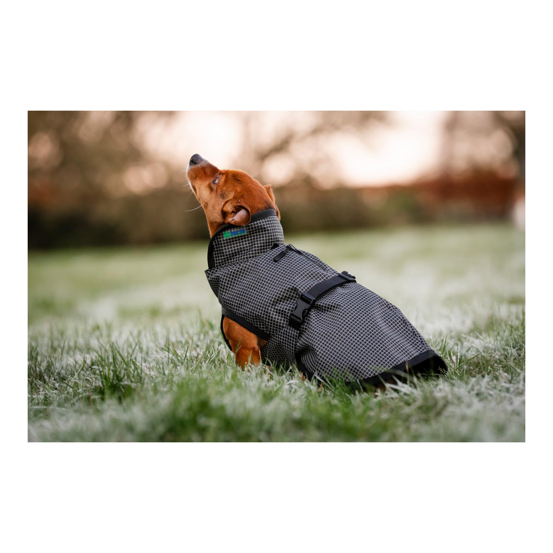 Bucas Manteau pour chien Reflectglow